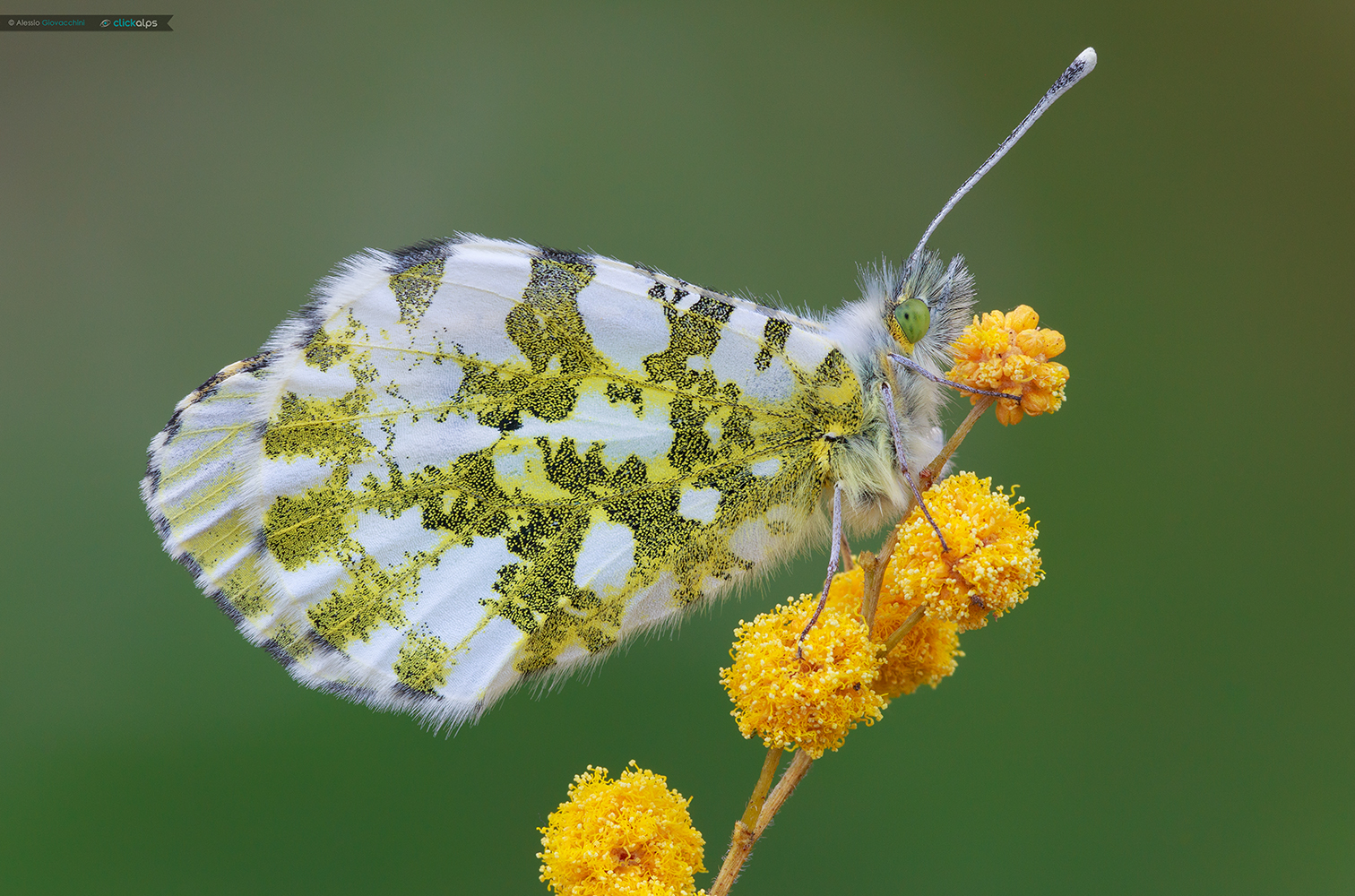 Anthocharis cardamines