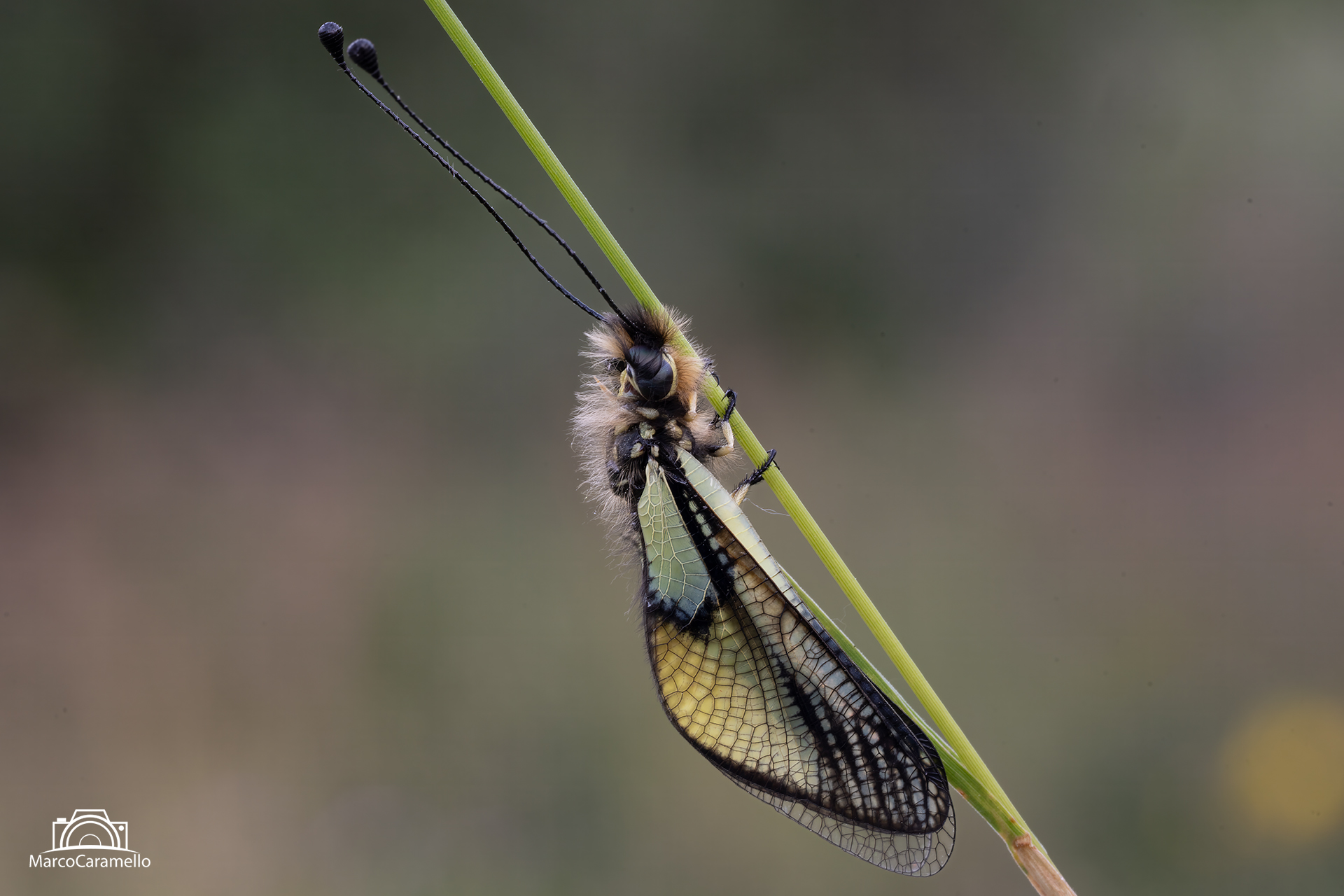 Libelloides