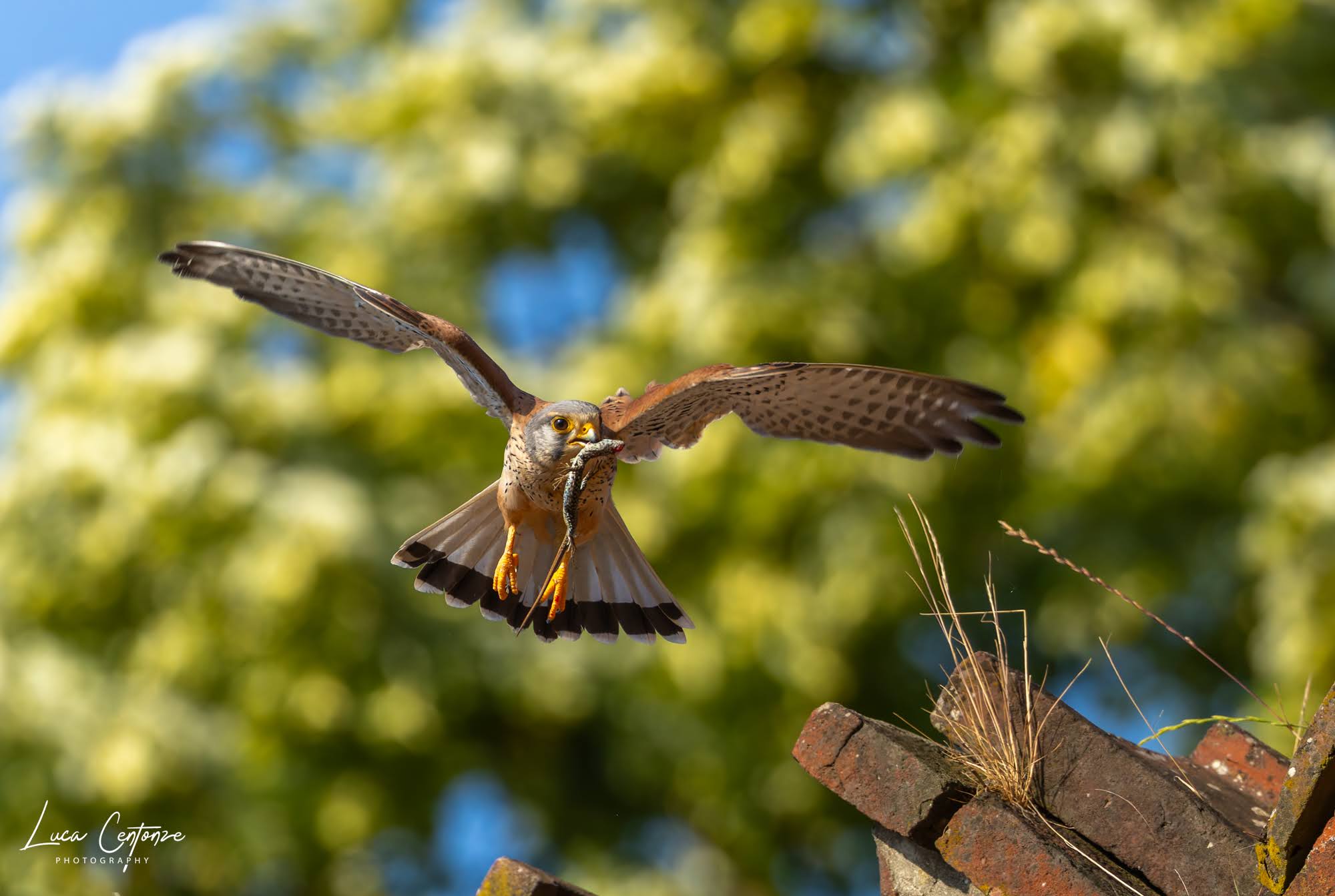 Male kestrel with prey