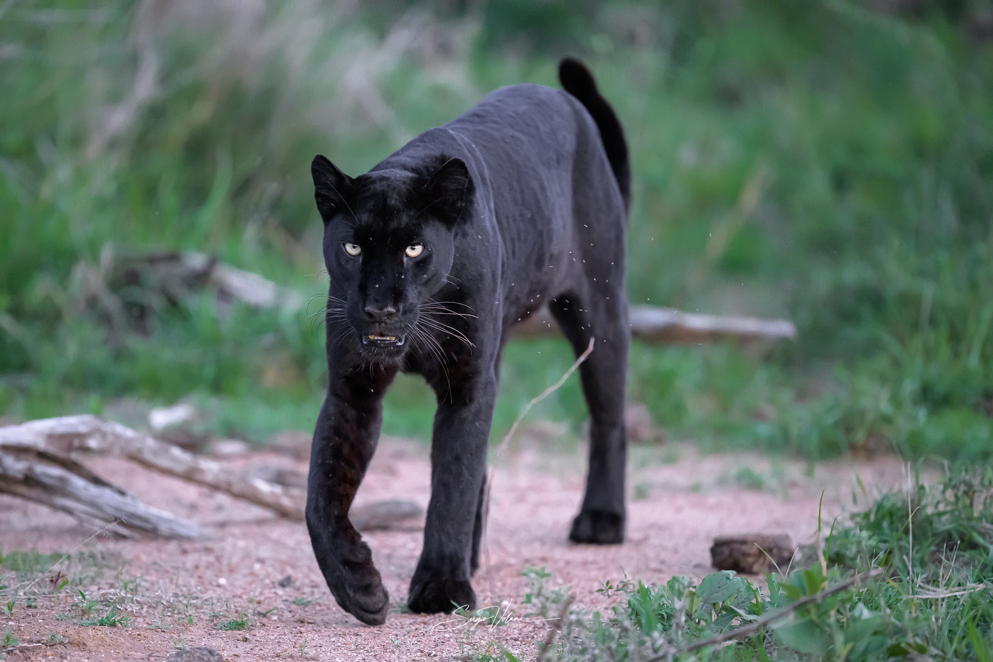Black leopard Giza