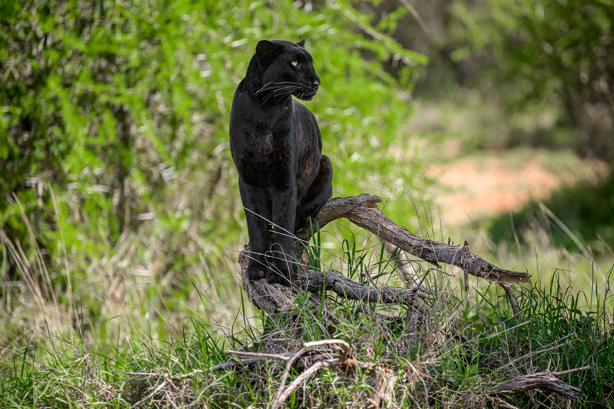 The lookout