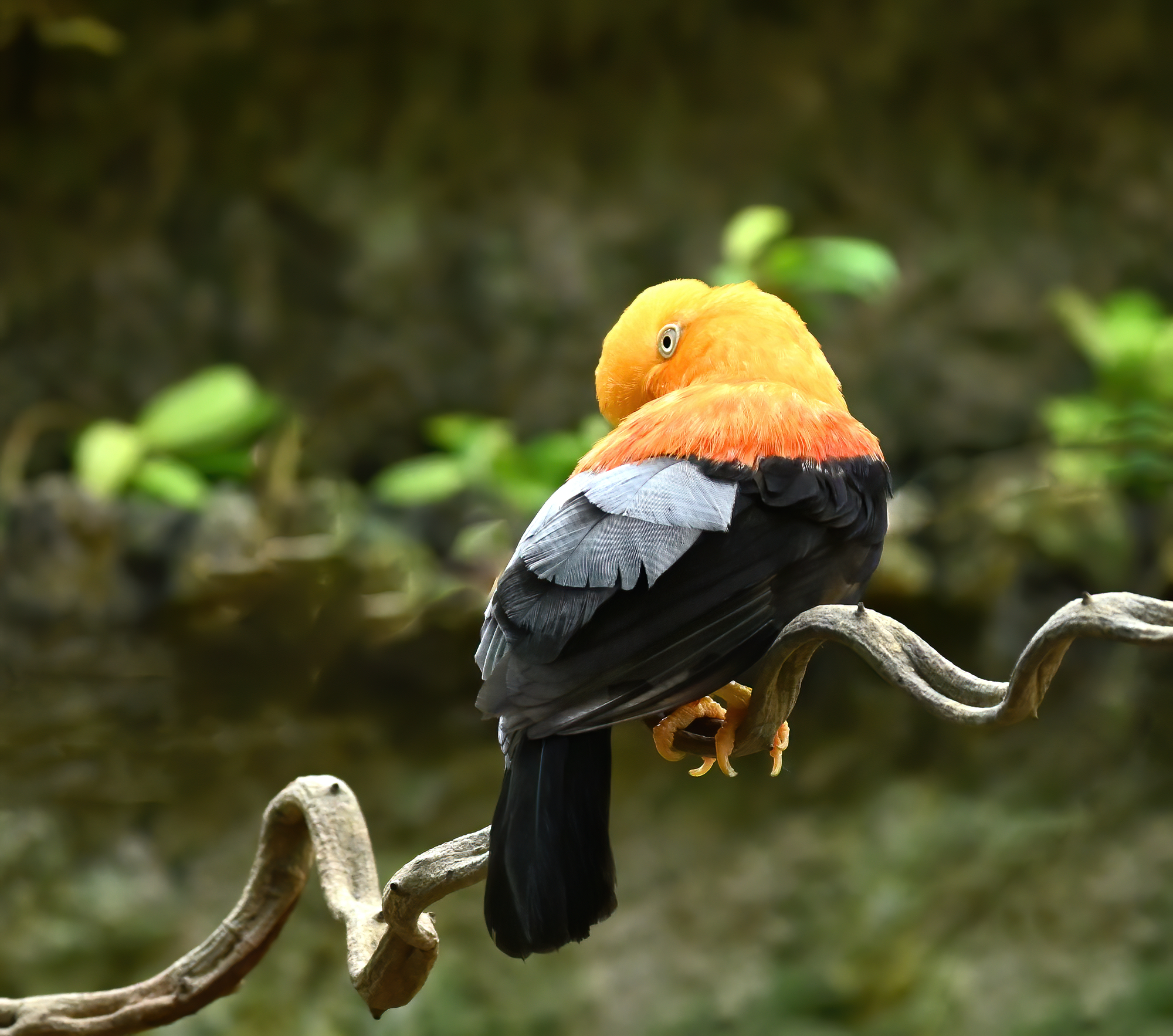 Rupicola peruvianus