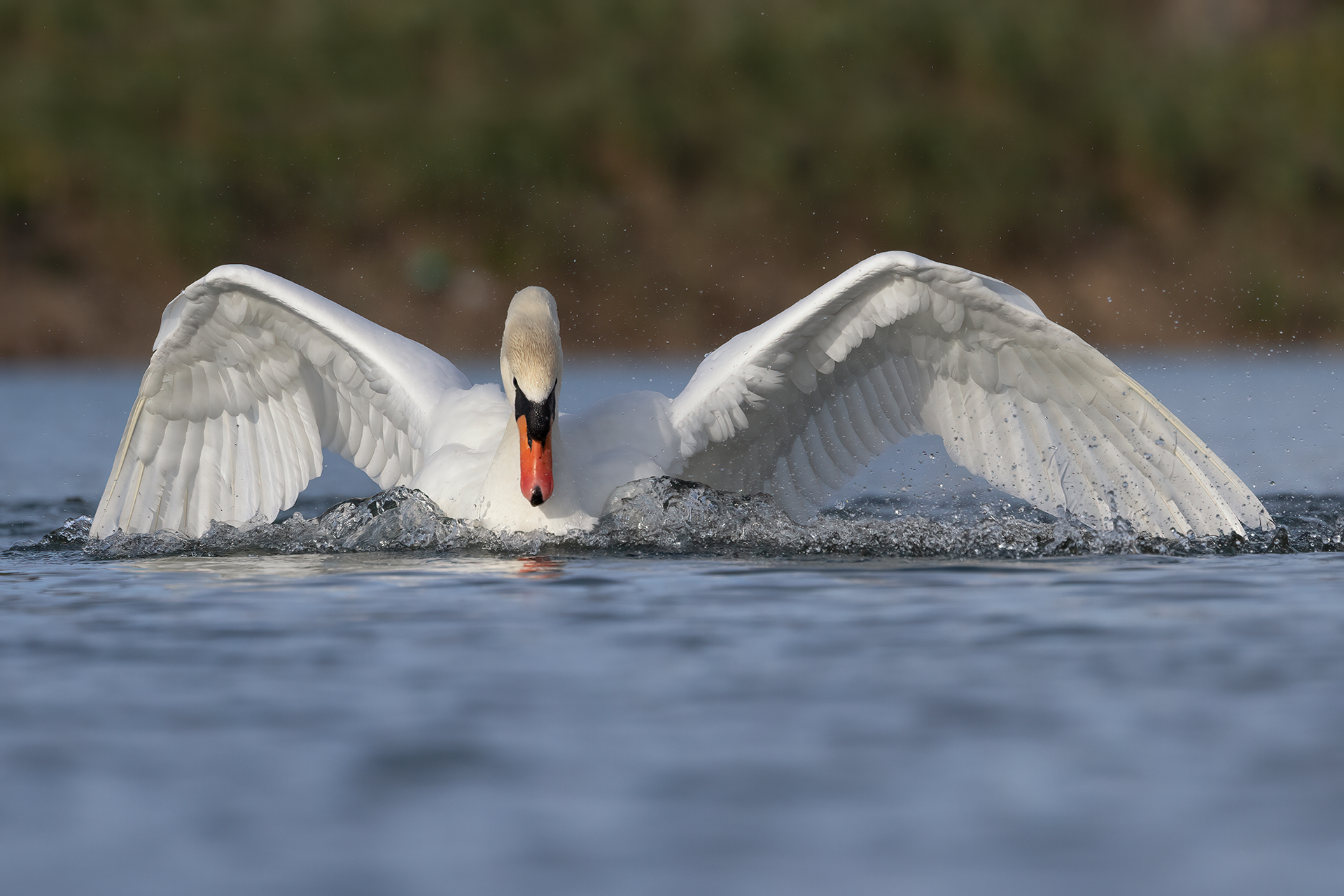 Cigno reale