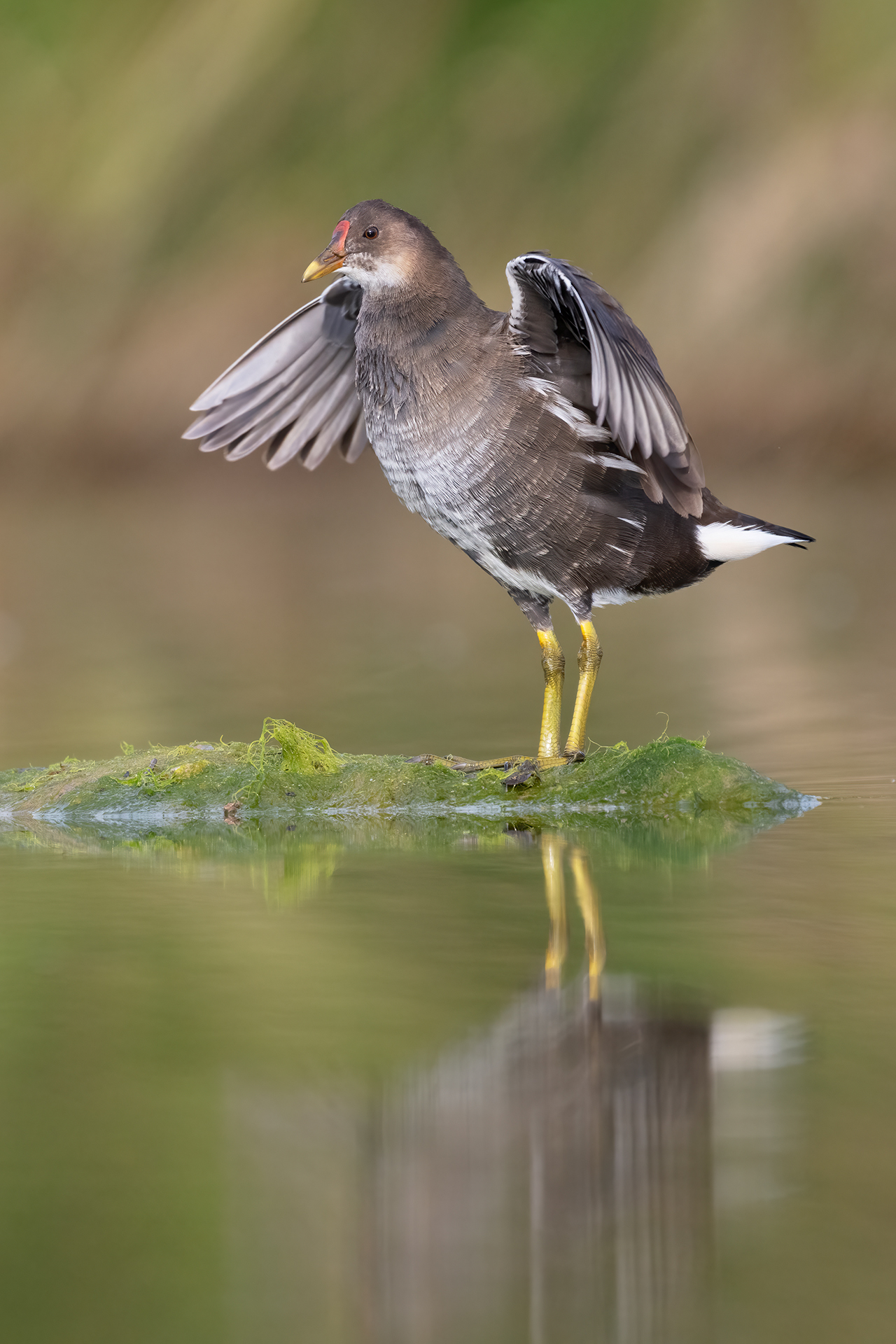 Gallinella d'acqua