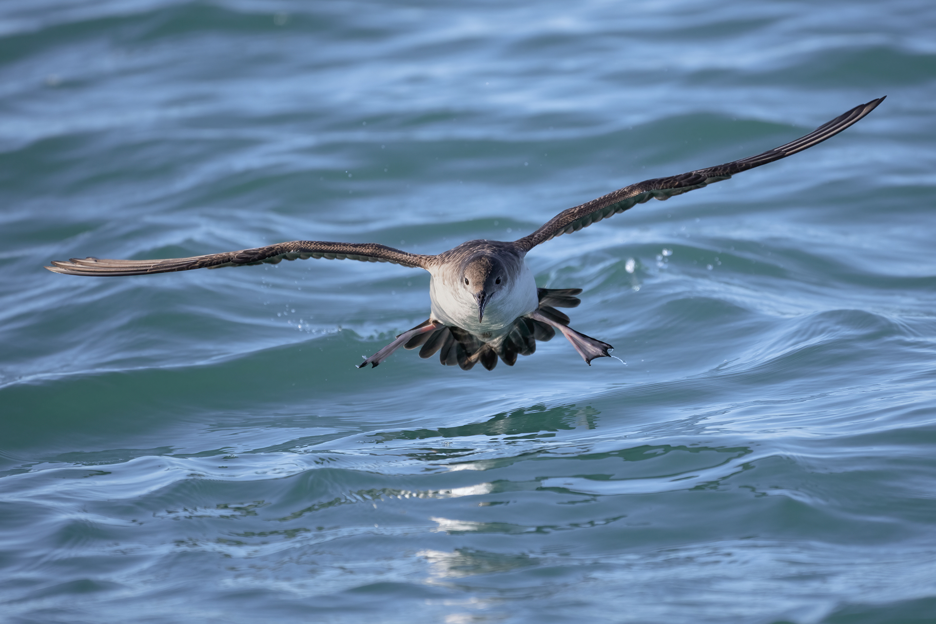 Cory's Shearwater