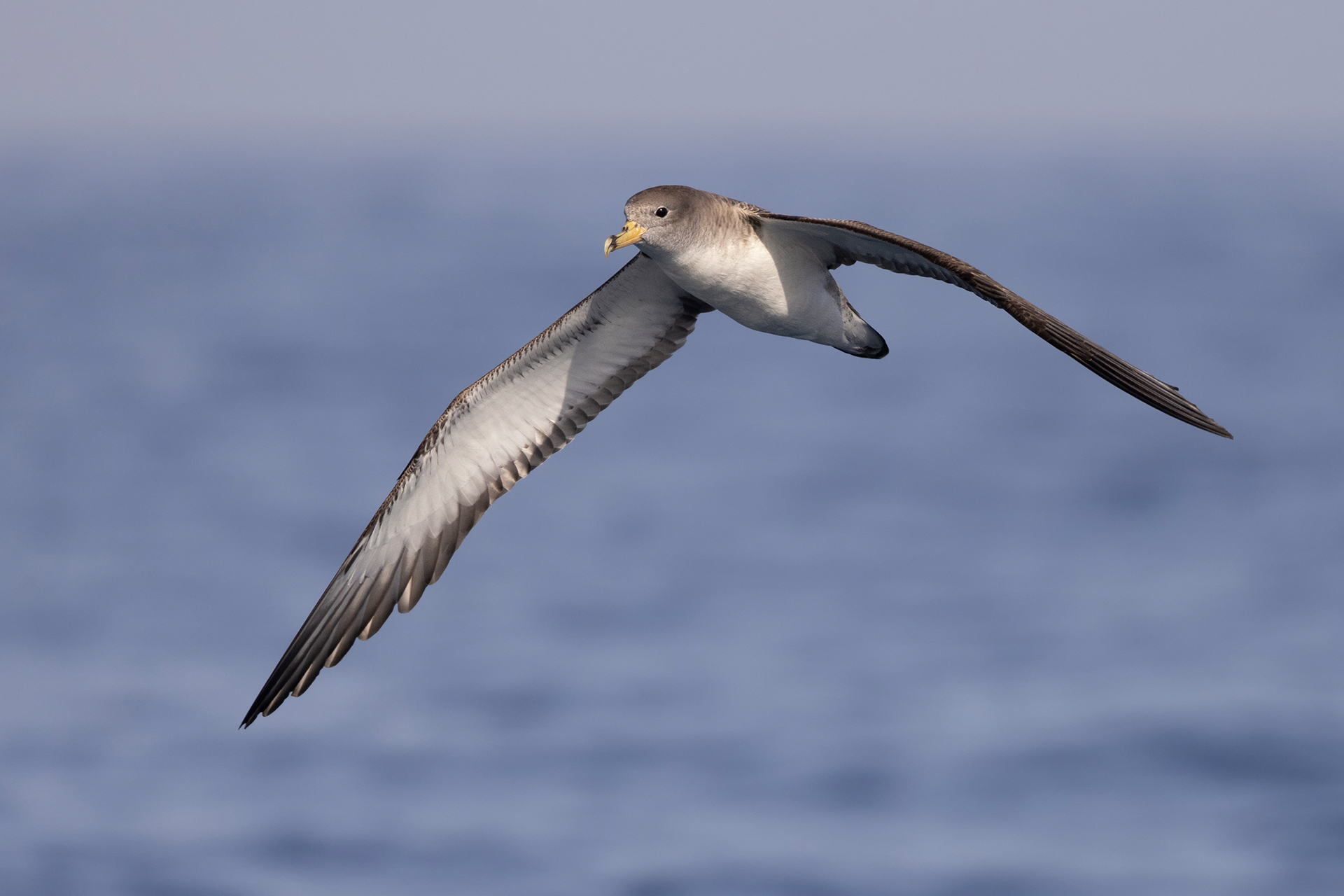 Cory's Shearwater