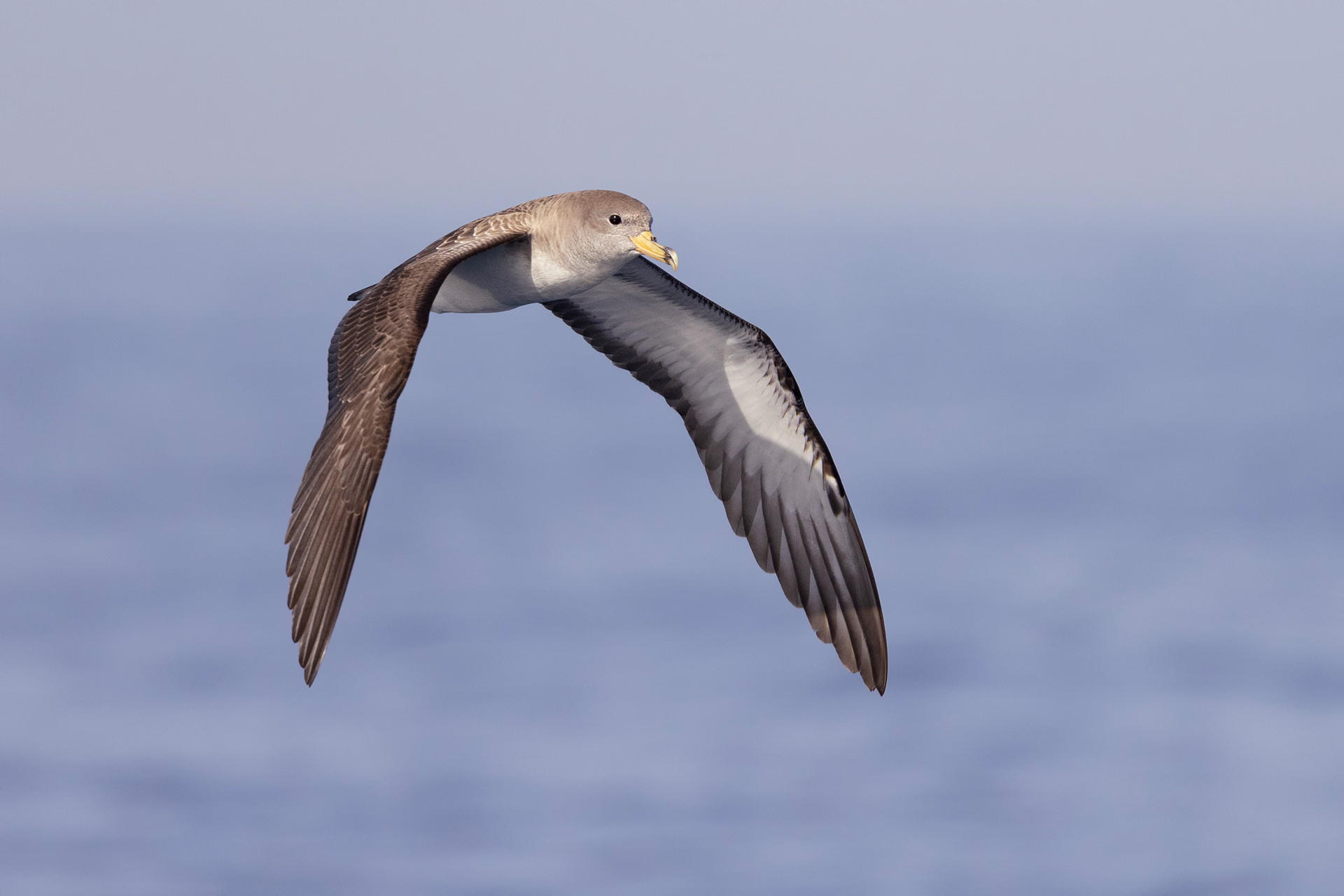 Cory's Shearwater