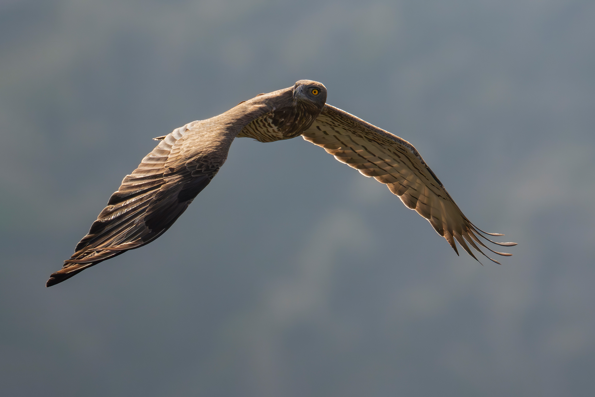 Short-toed Eagle
