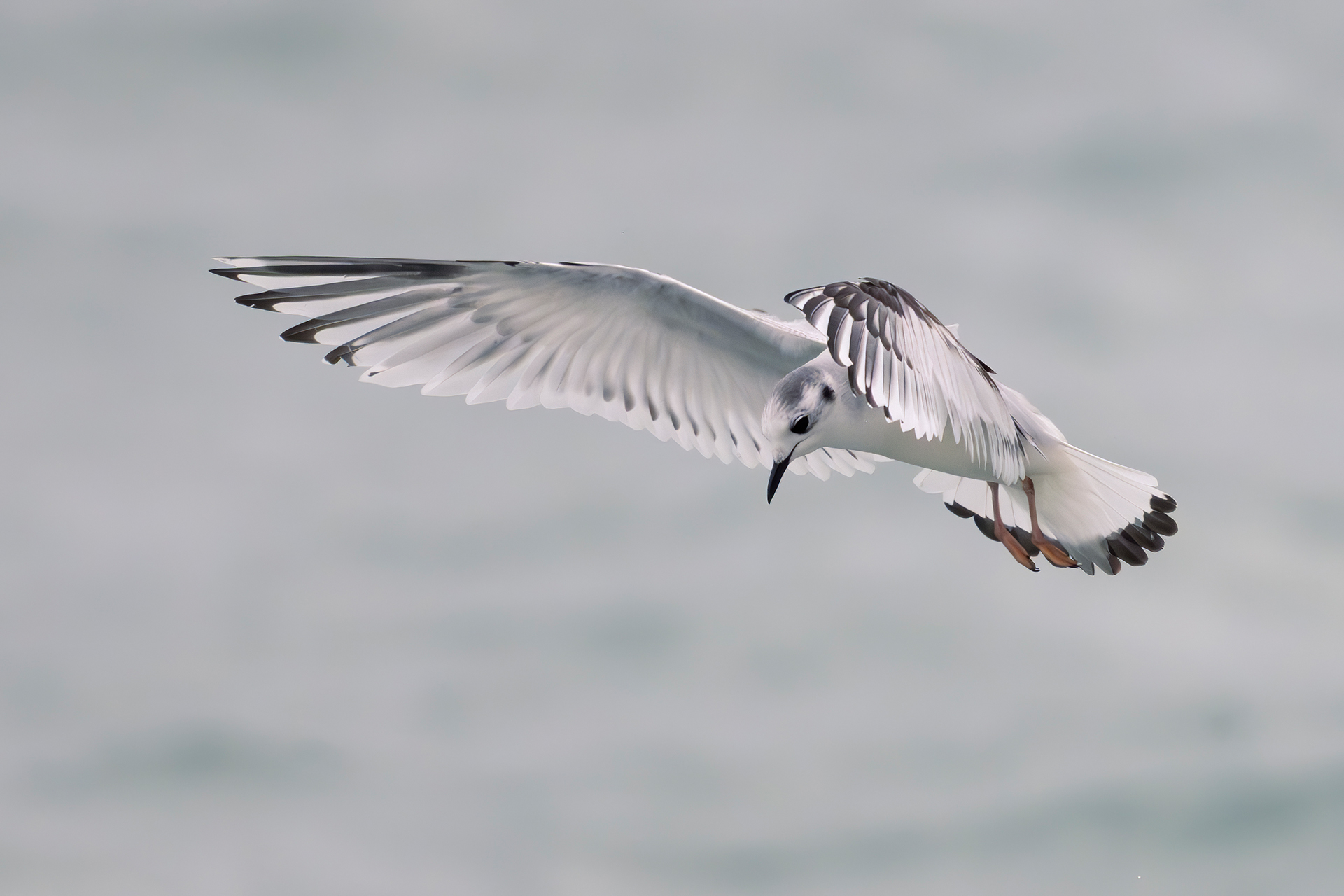 Seagull