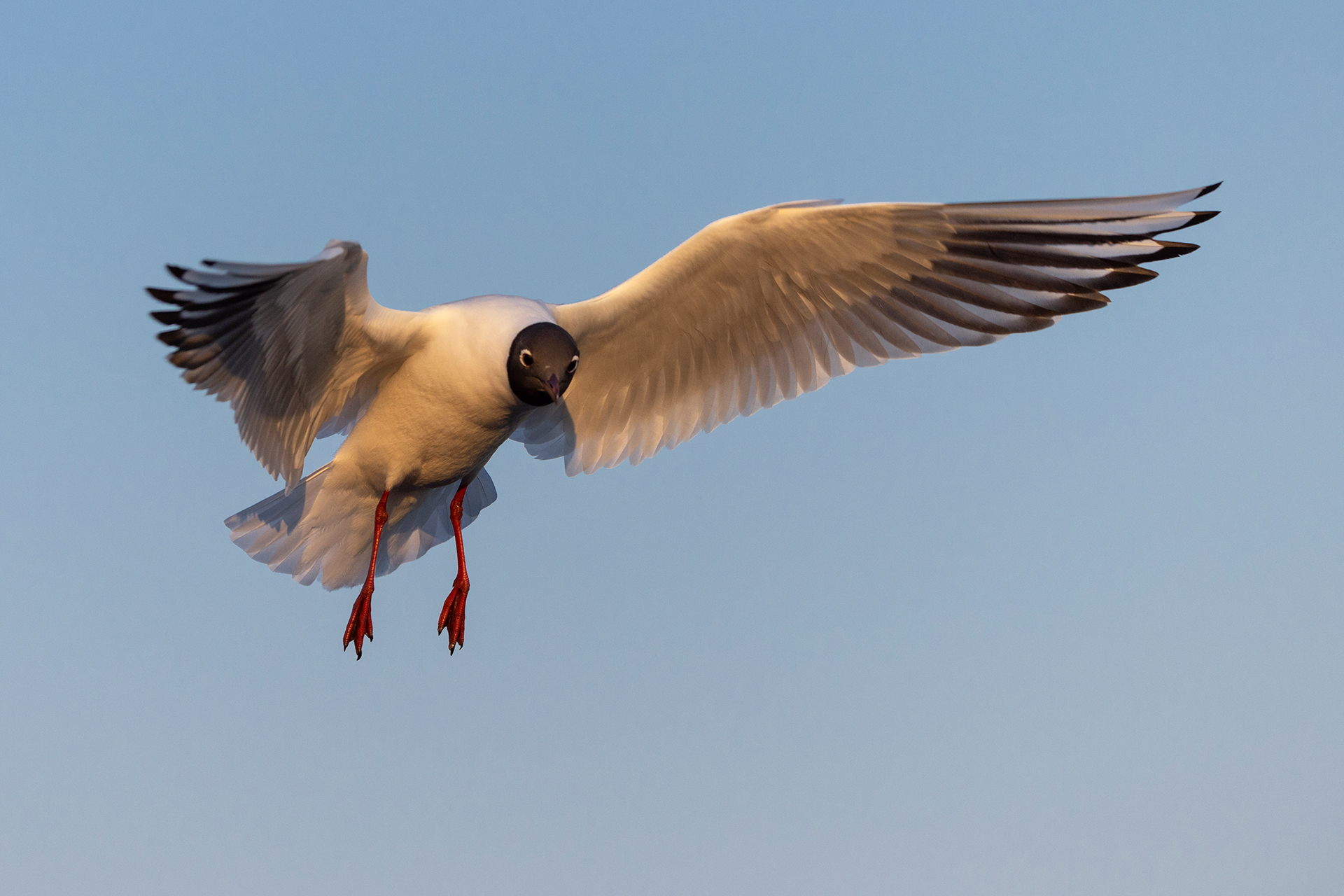 Black-headed gull