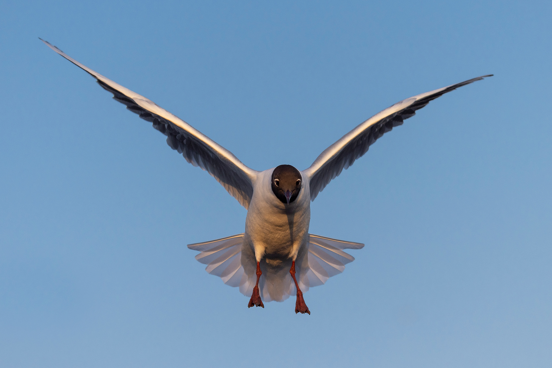 Black-headed gull