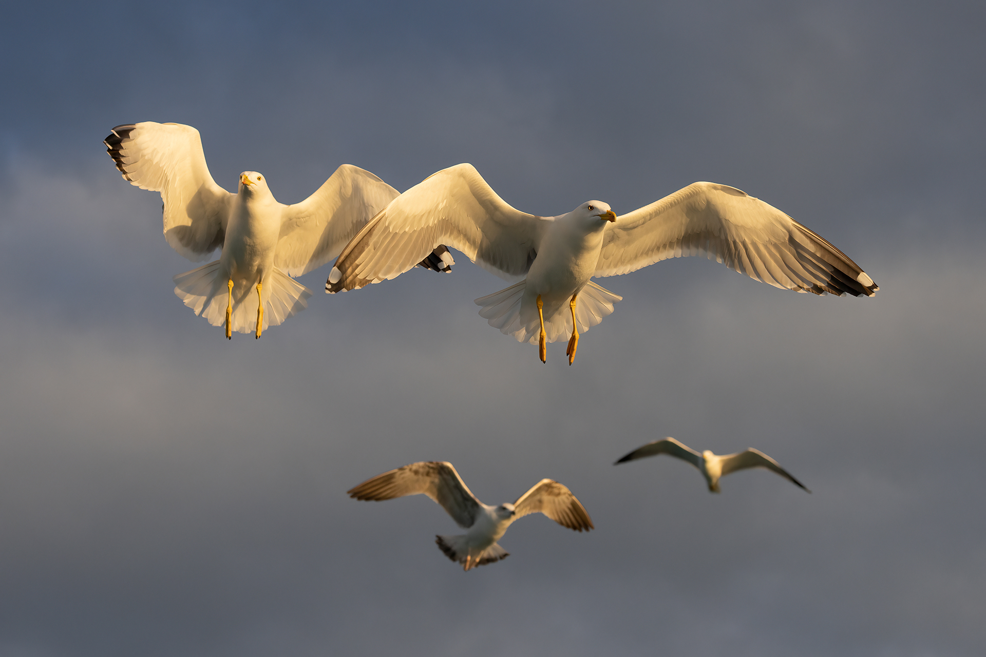 Herring gull