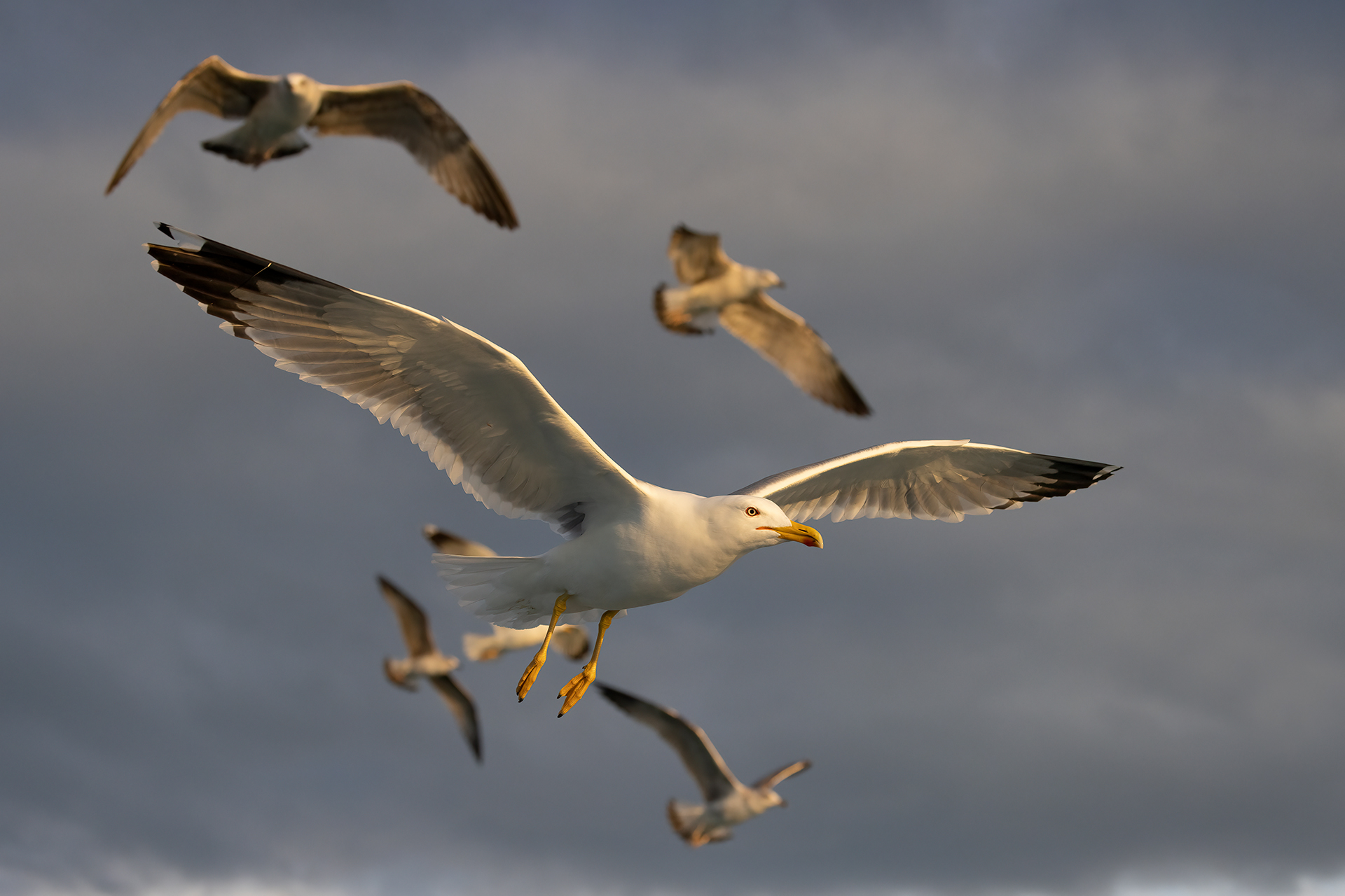 Herring gull