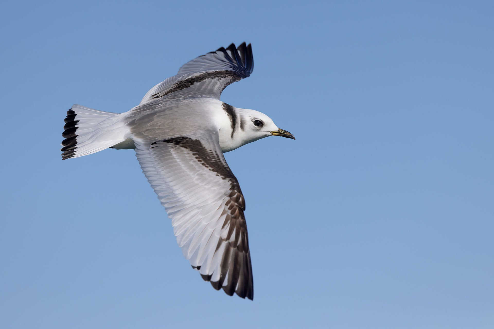 Three-toed gull