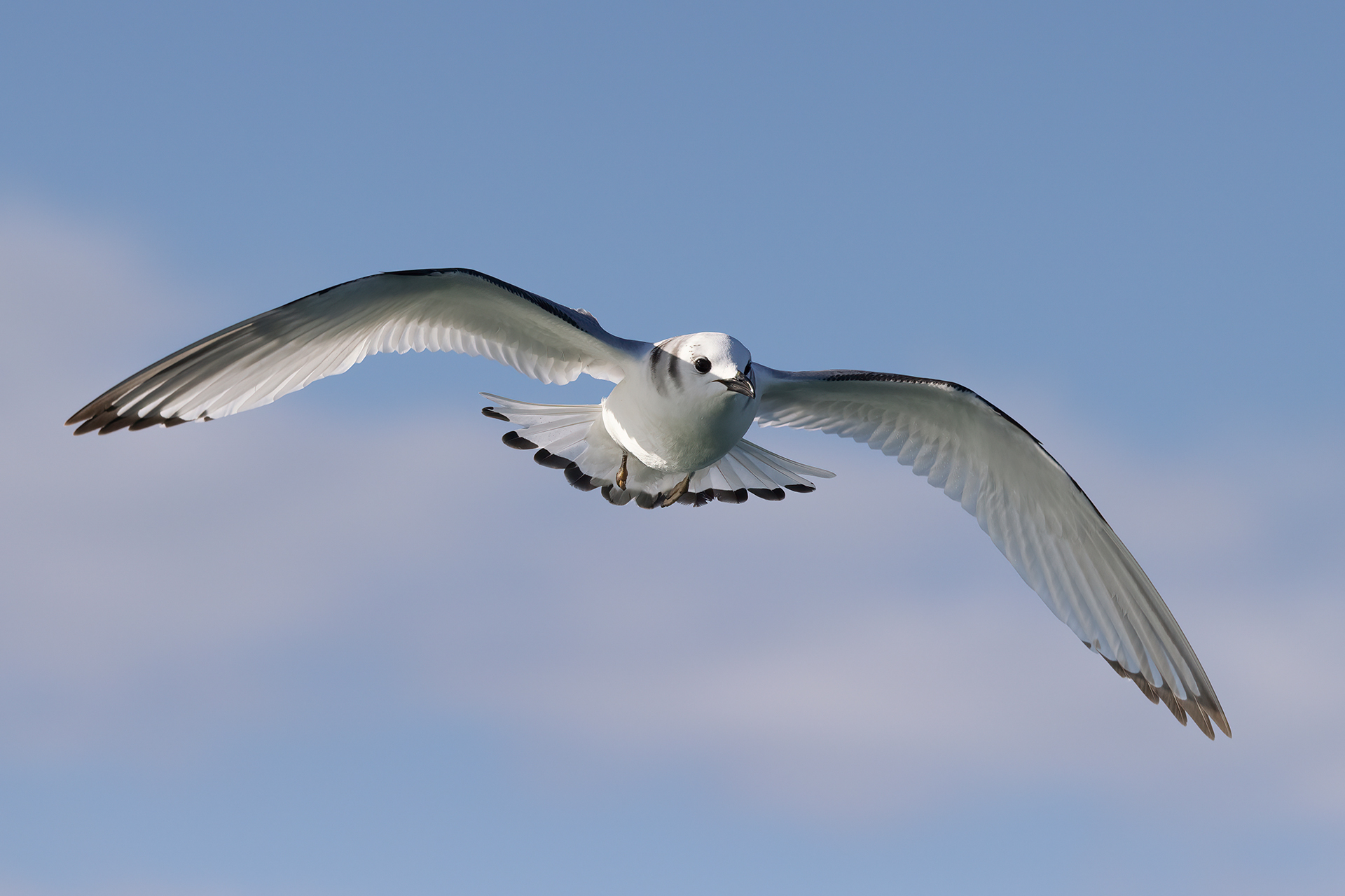 Three-toed gull