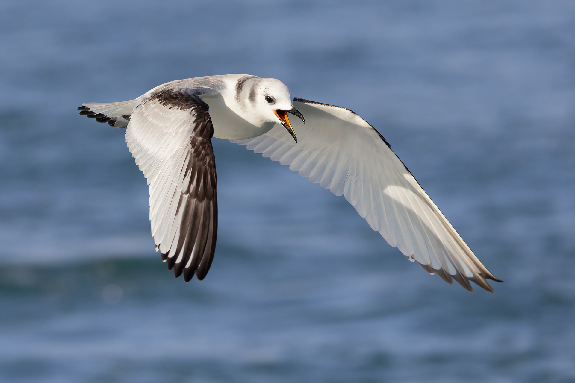 Three-toed gull
