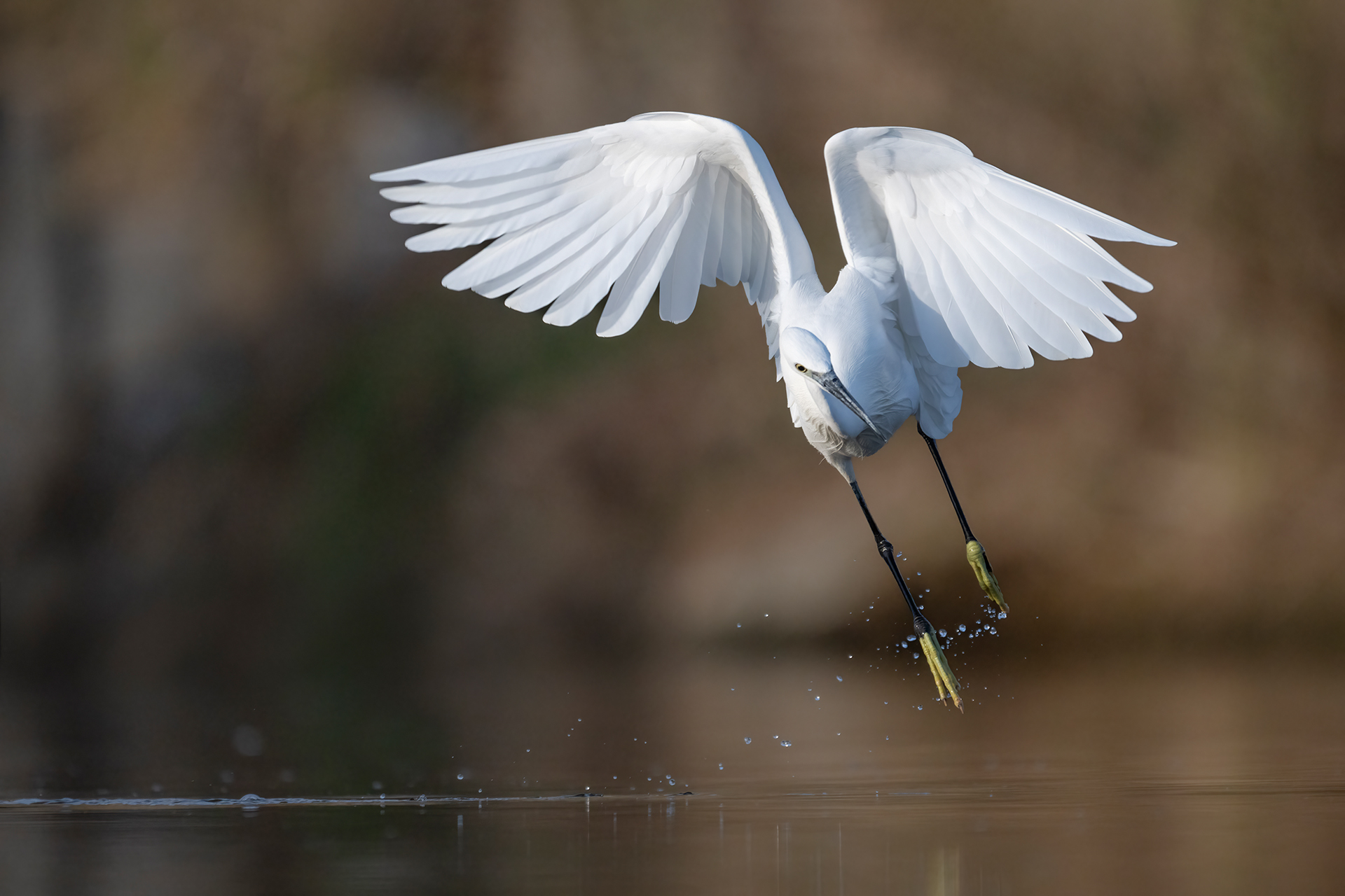 Little Egret