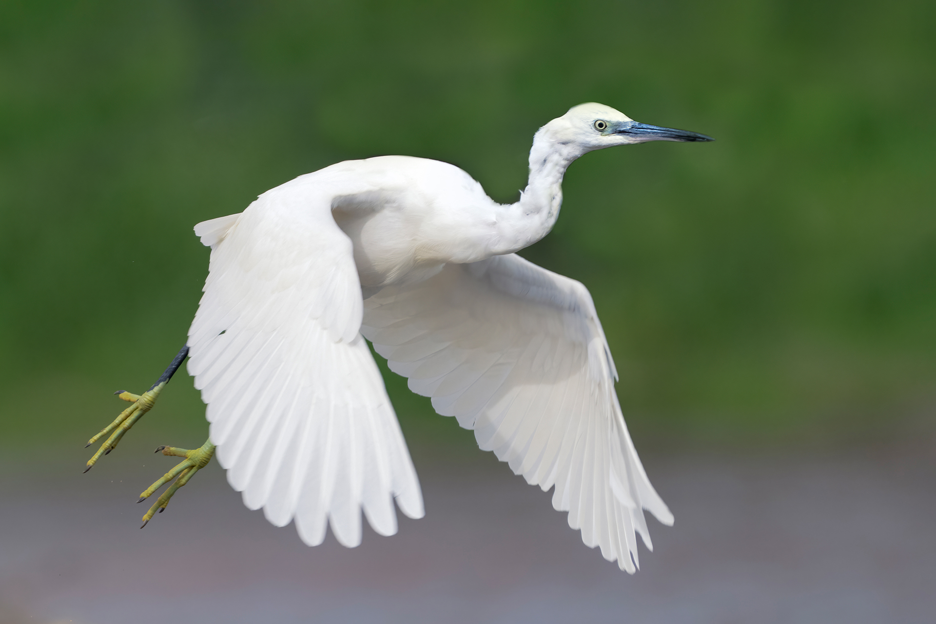 Little Egret