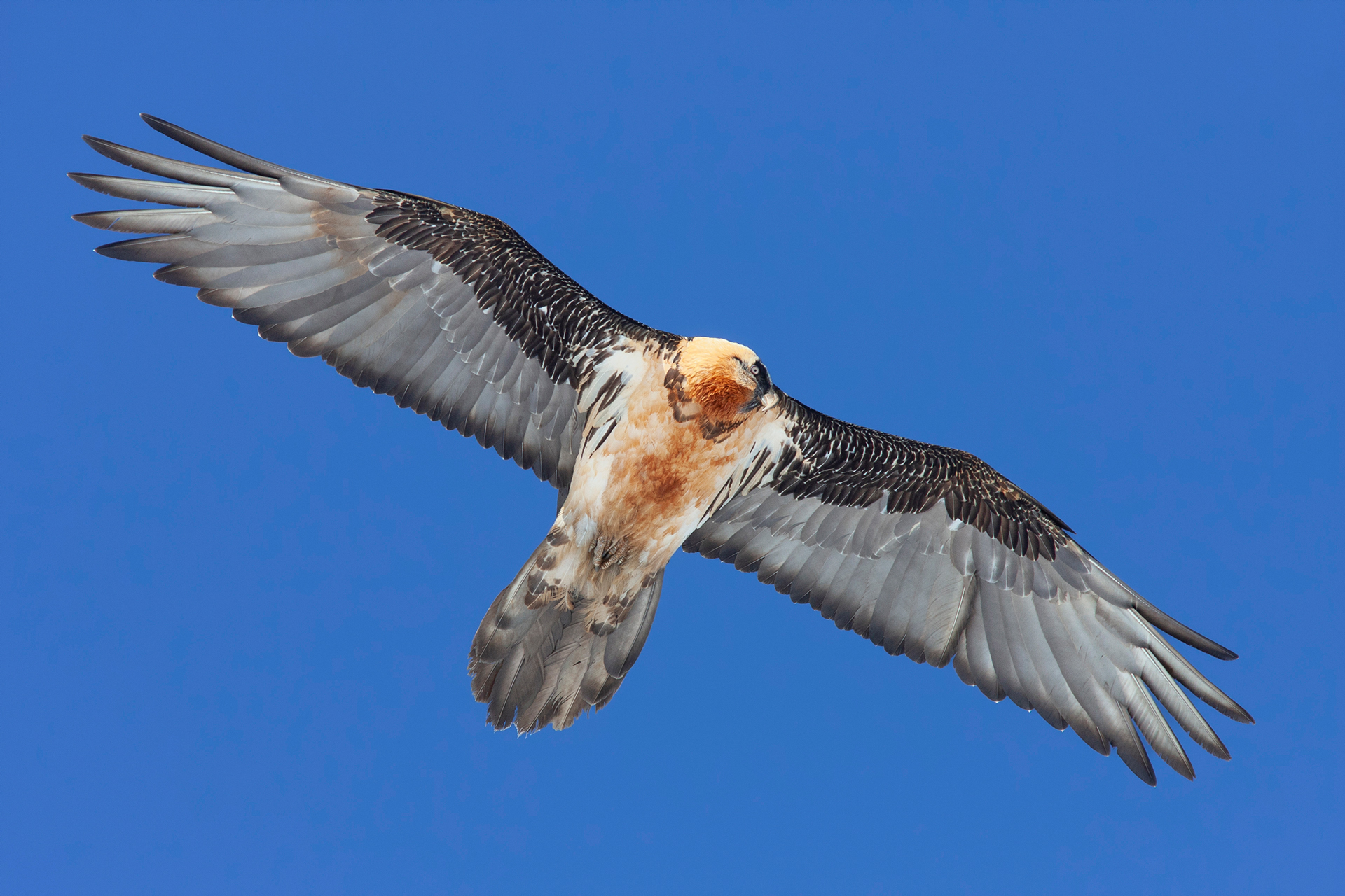 Bearded Vulture