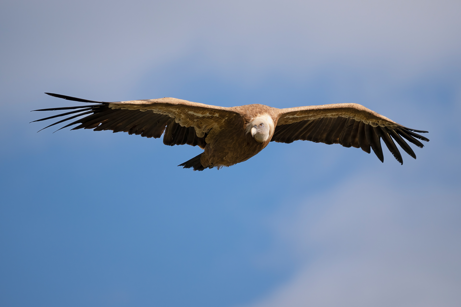 Griffin