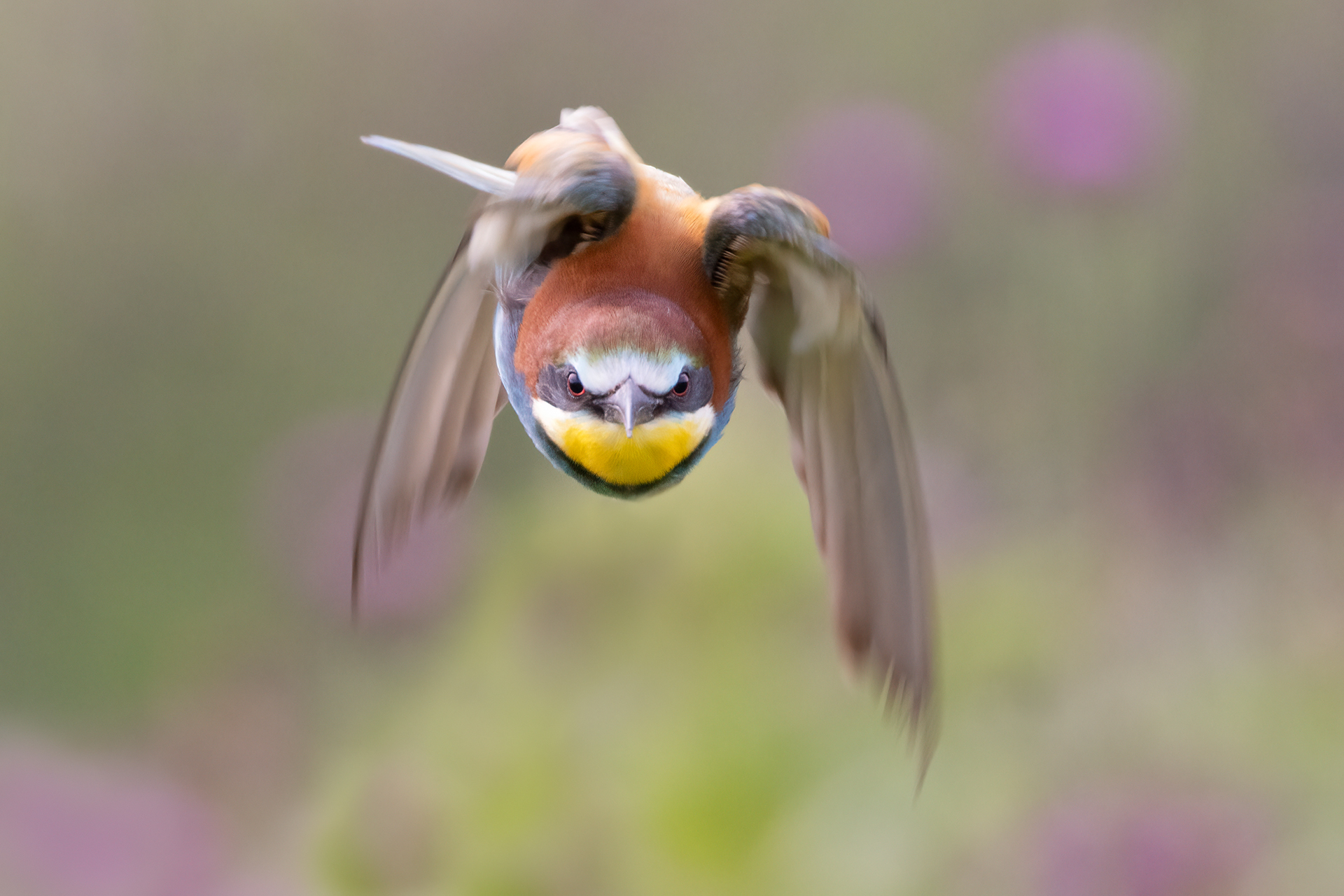 Bee-eater