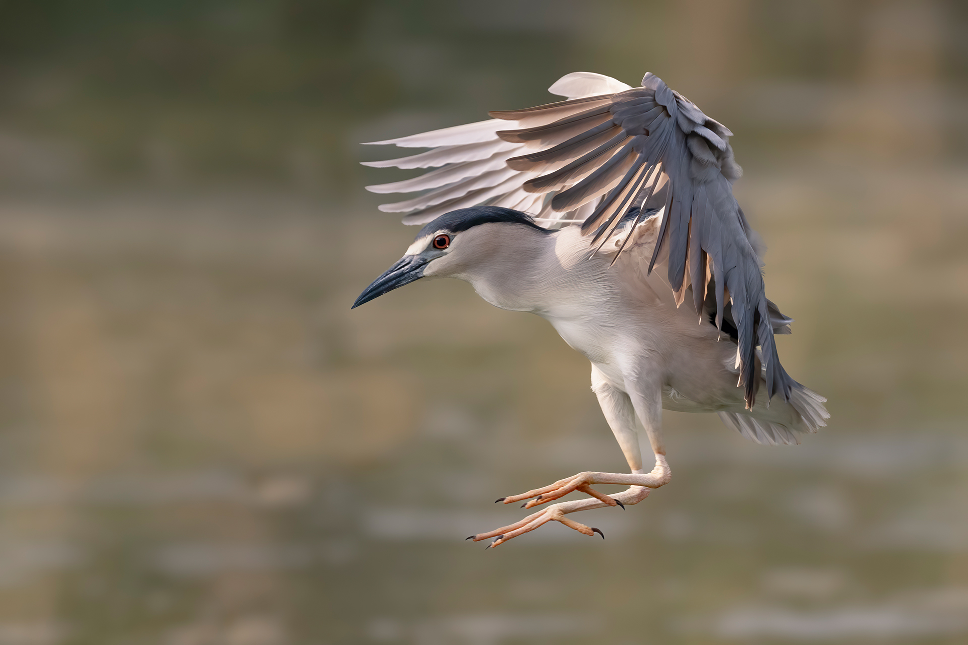 Night Heron