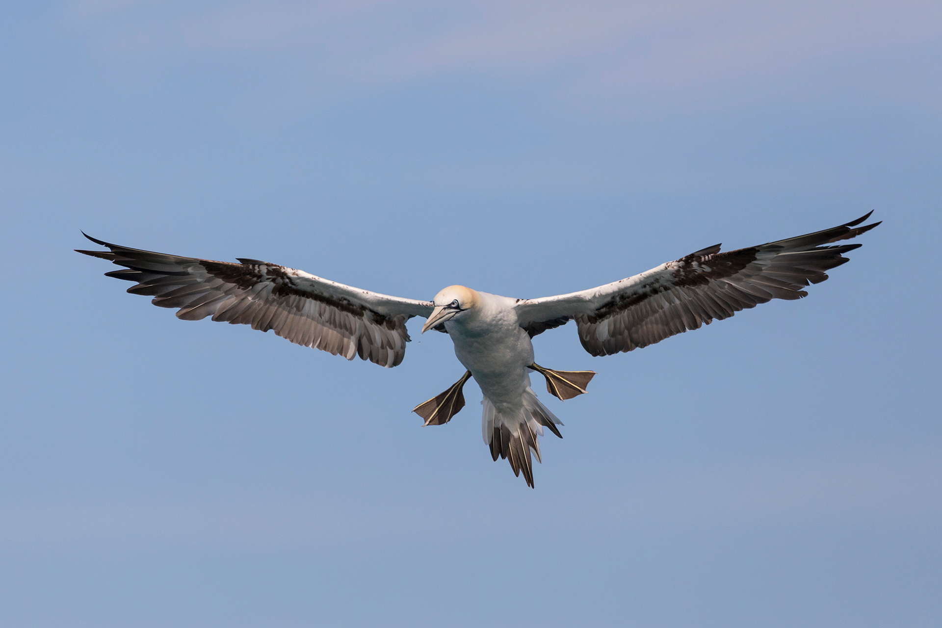 Gannets