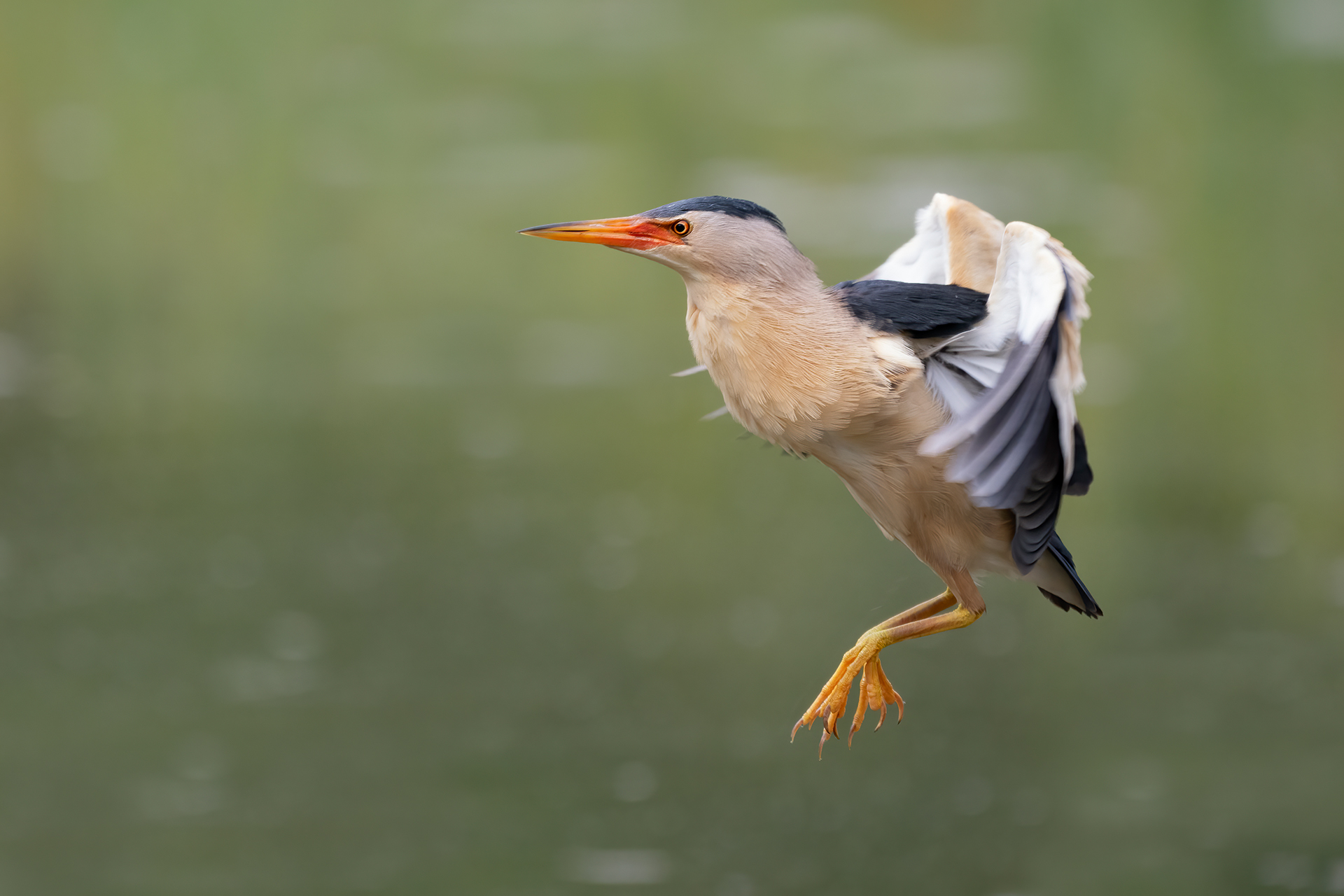 Little Bittern