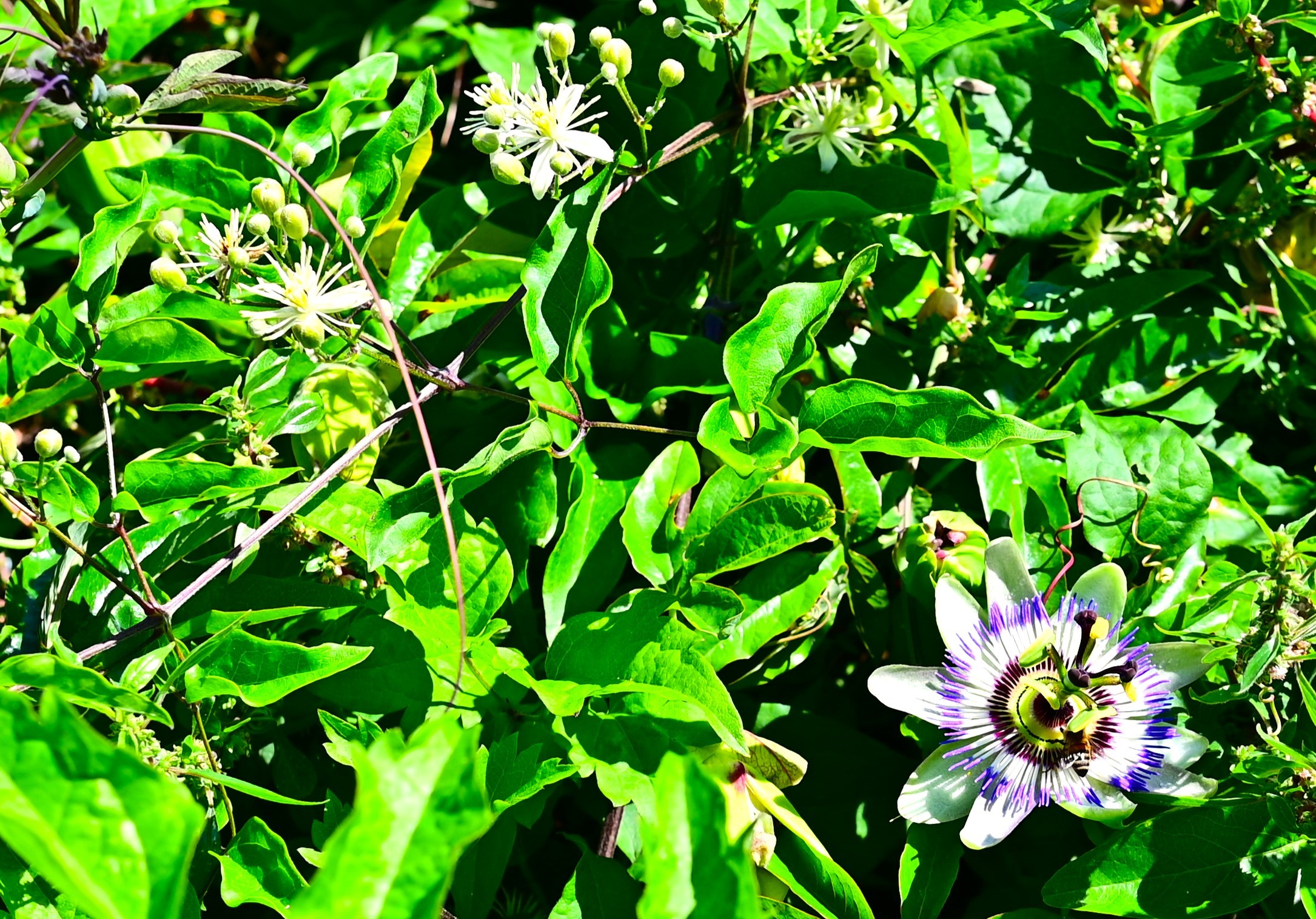 Passionflower flowers