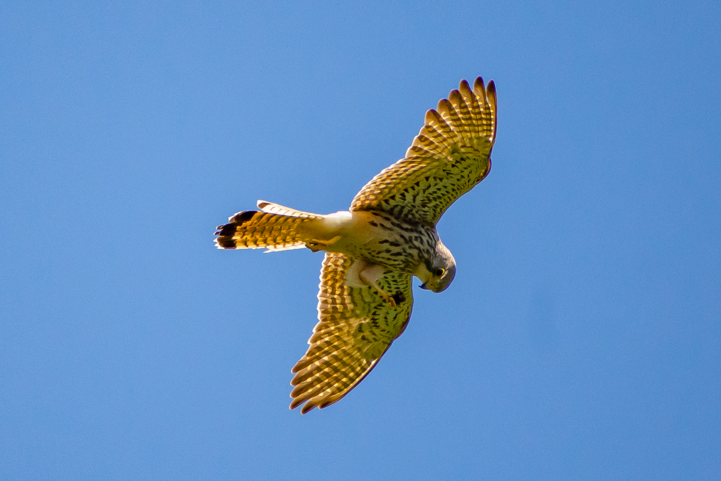 Buzzard in flight