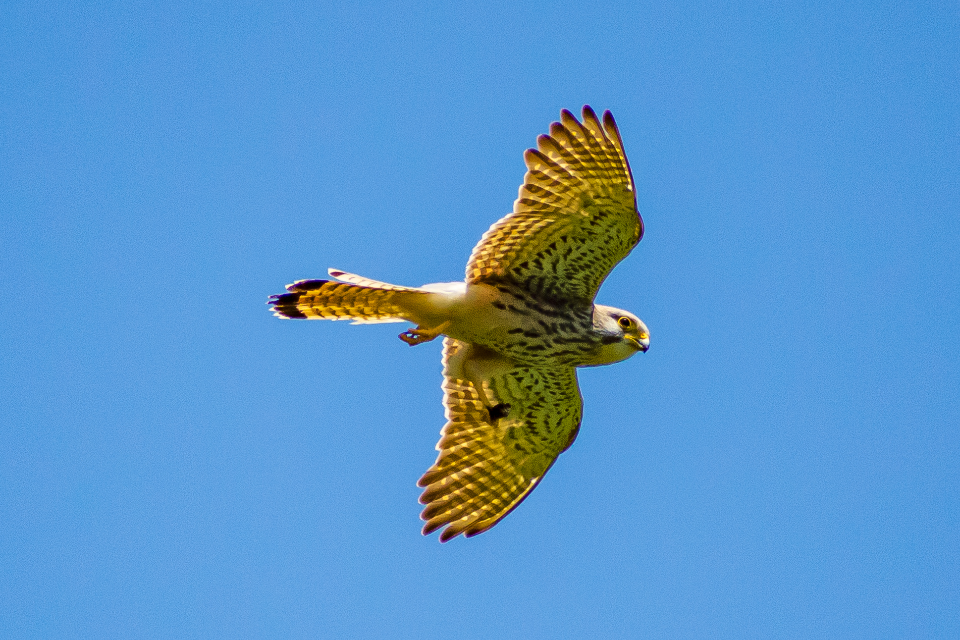 Buzzard in flight