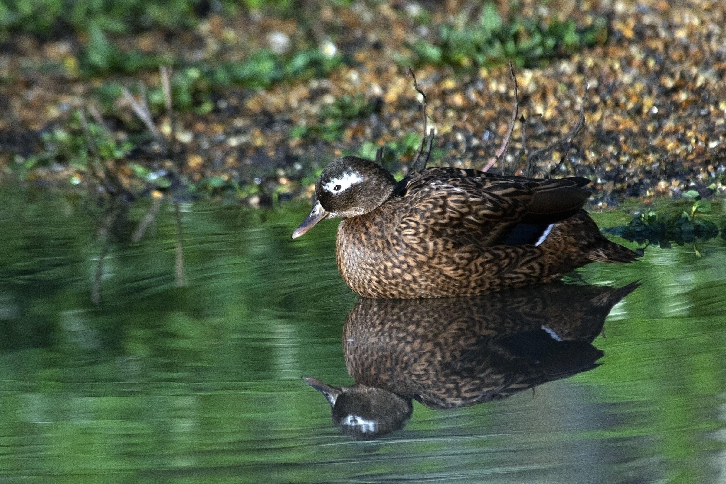 Mallard of Laysan