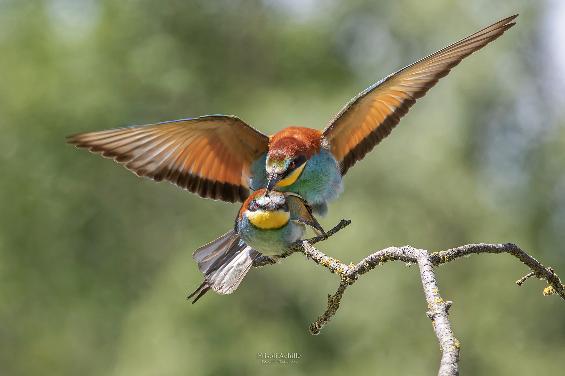 Bee-eaters