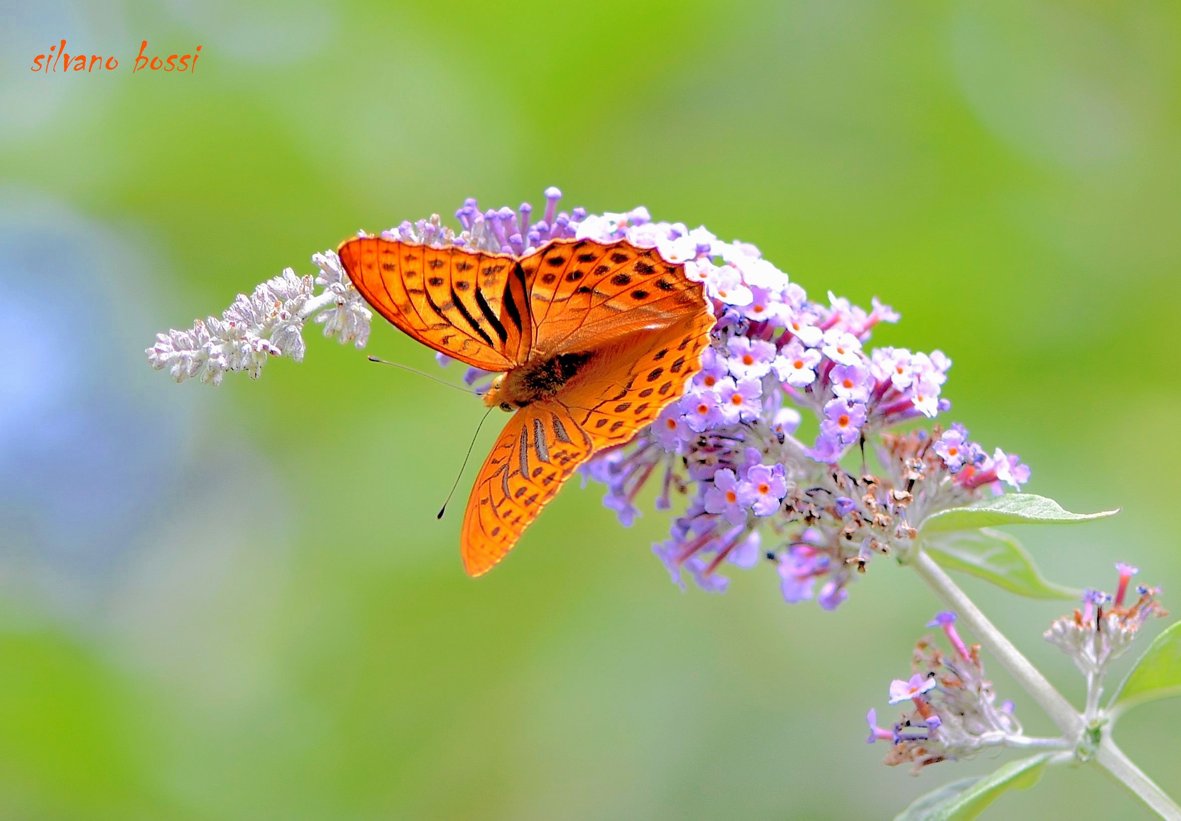 Argynnis paphia