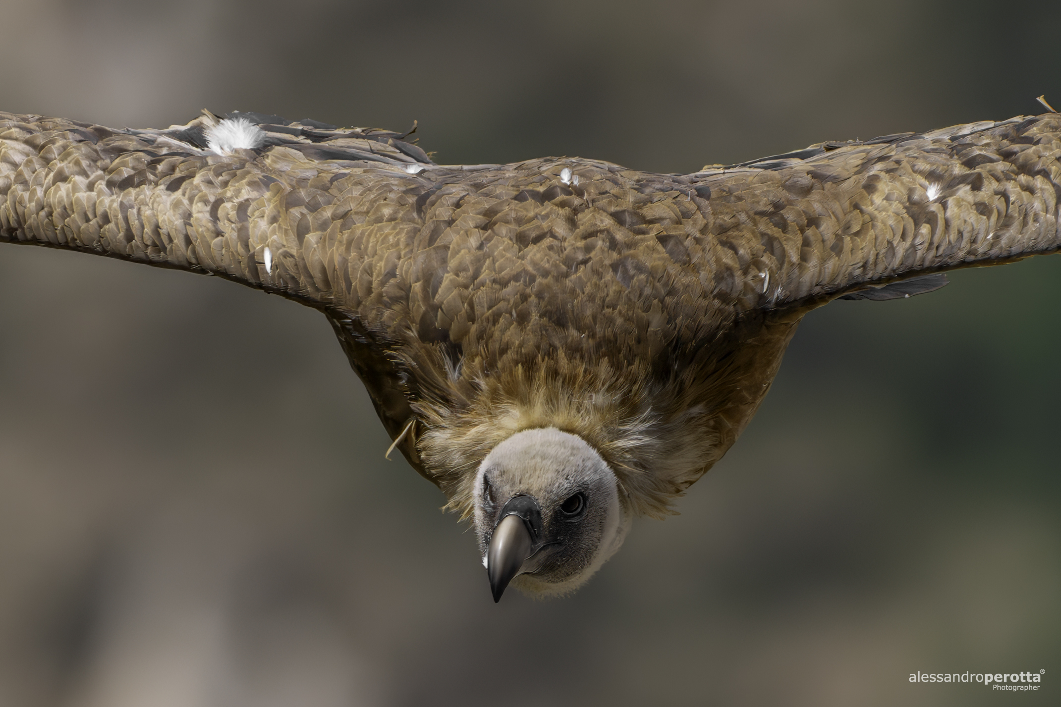 Gyps fulvus