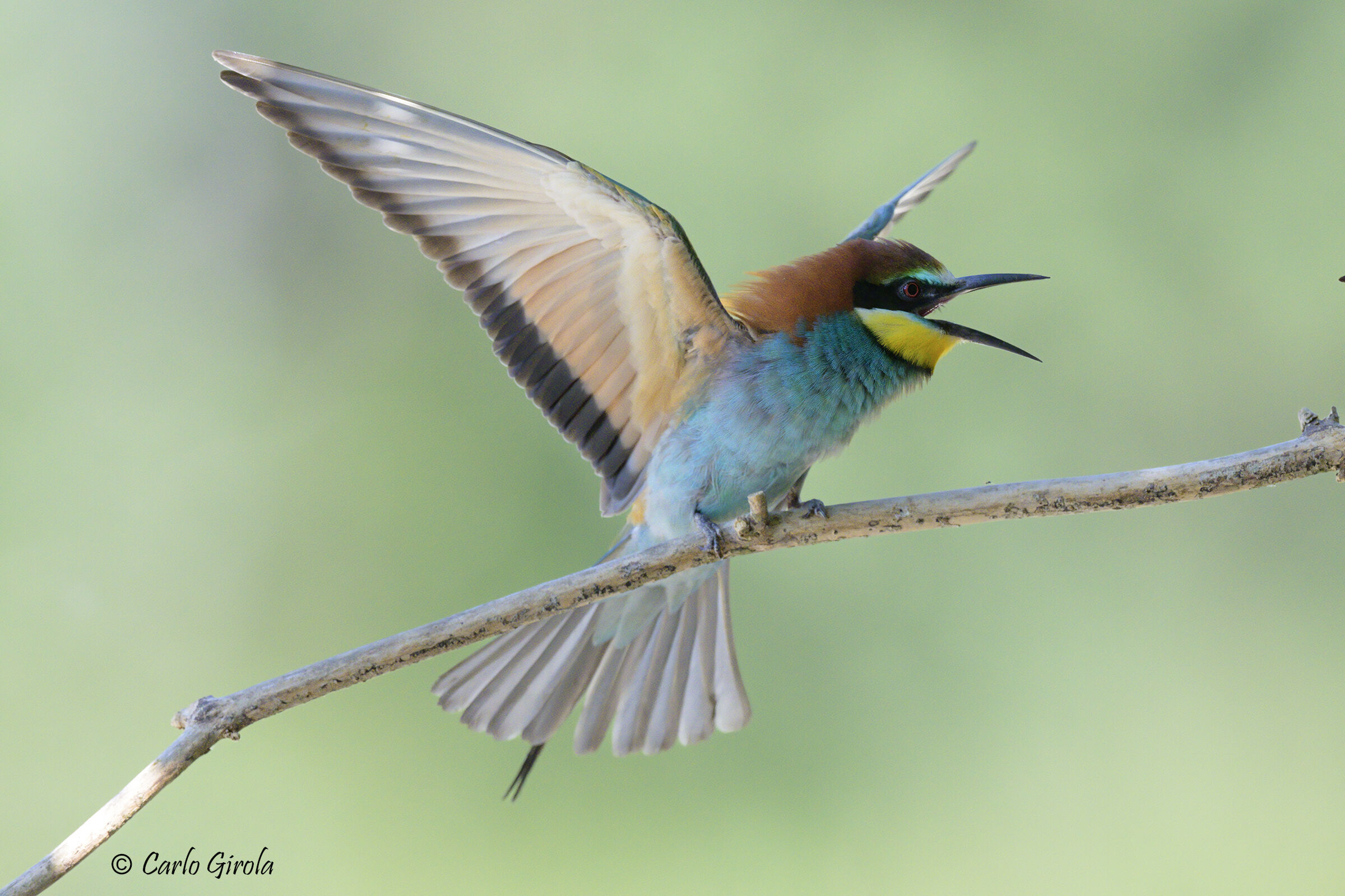 Gruccione (Merops apiaster)