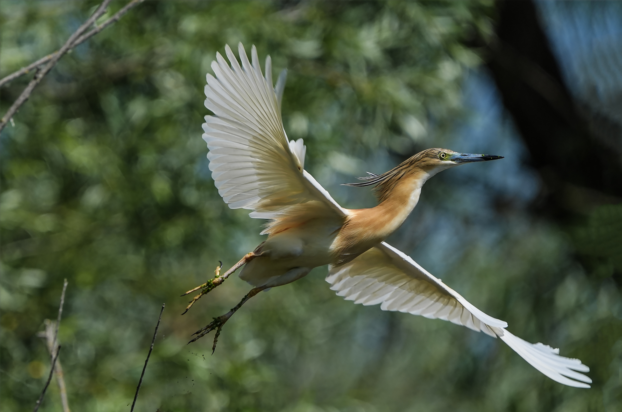 Ciufetto heron