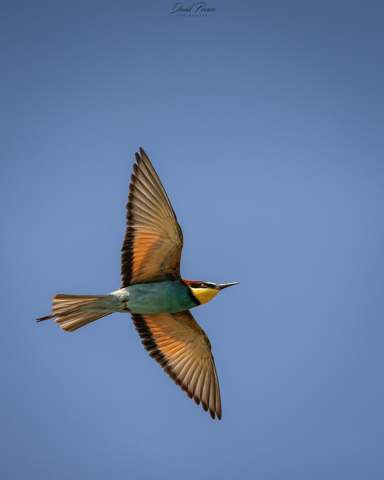 Bee-eater