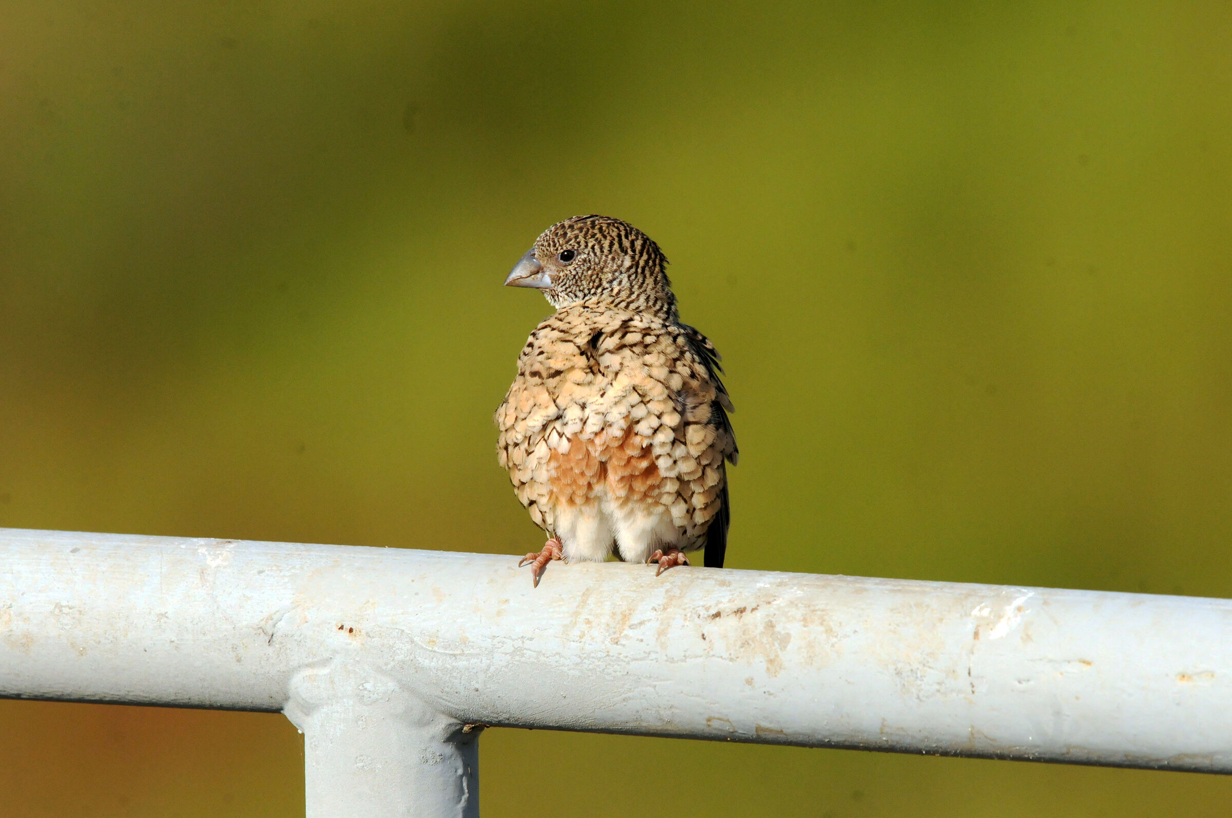 Amadina banded female ETHIOPIA 2011
