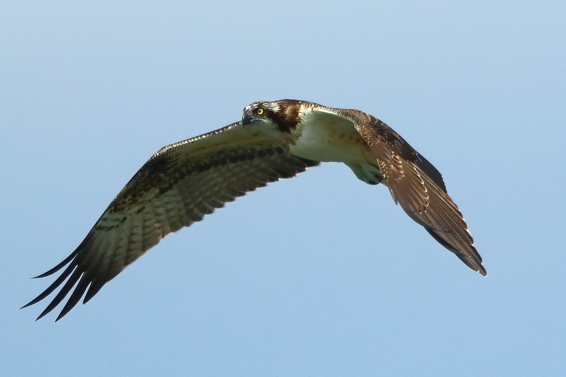 Osprey 02 September 2021