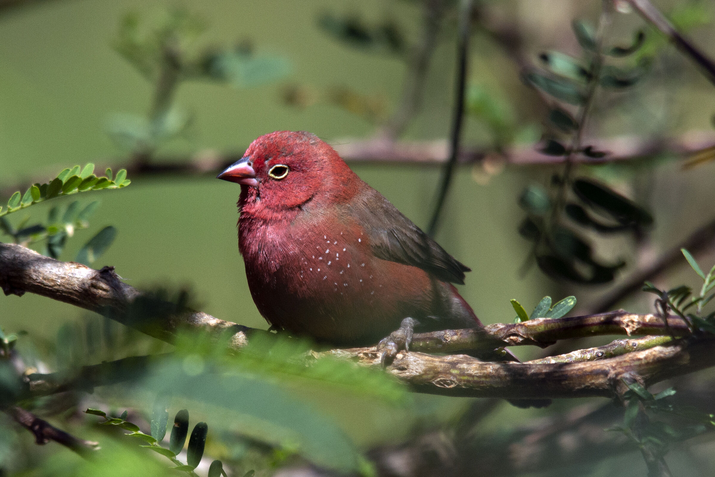 Red-billed amaranth - ETHIOPIA