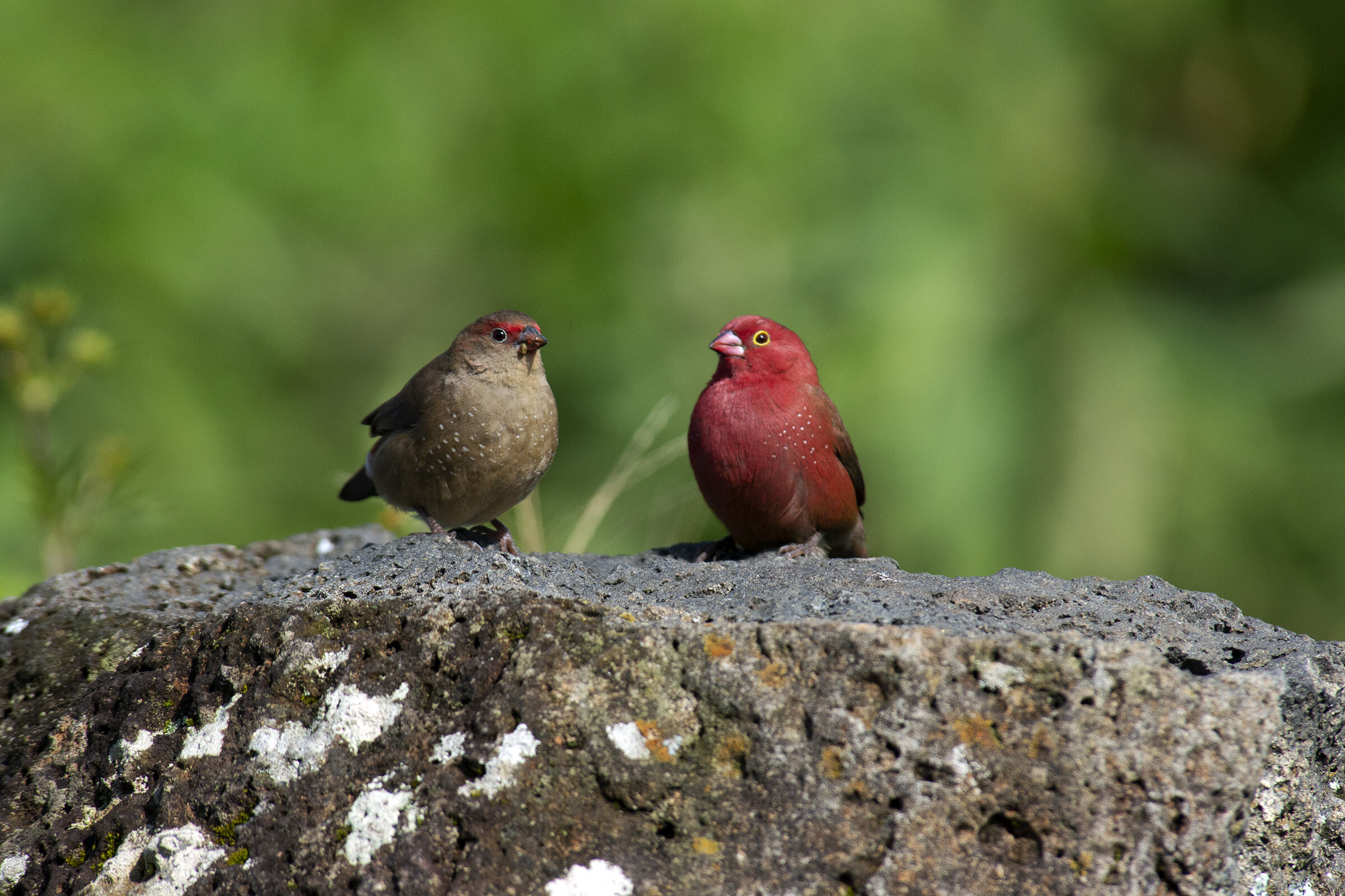 Red-billed amaranth - ETHIOPIA