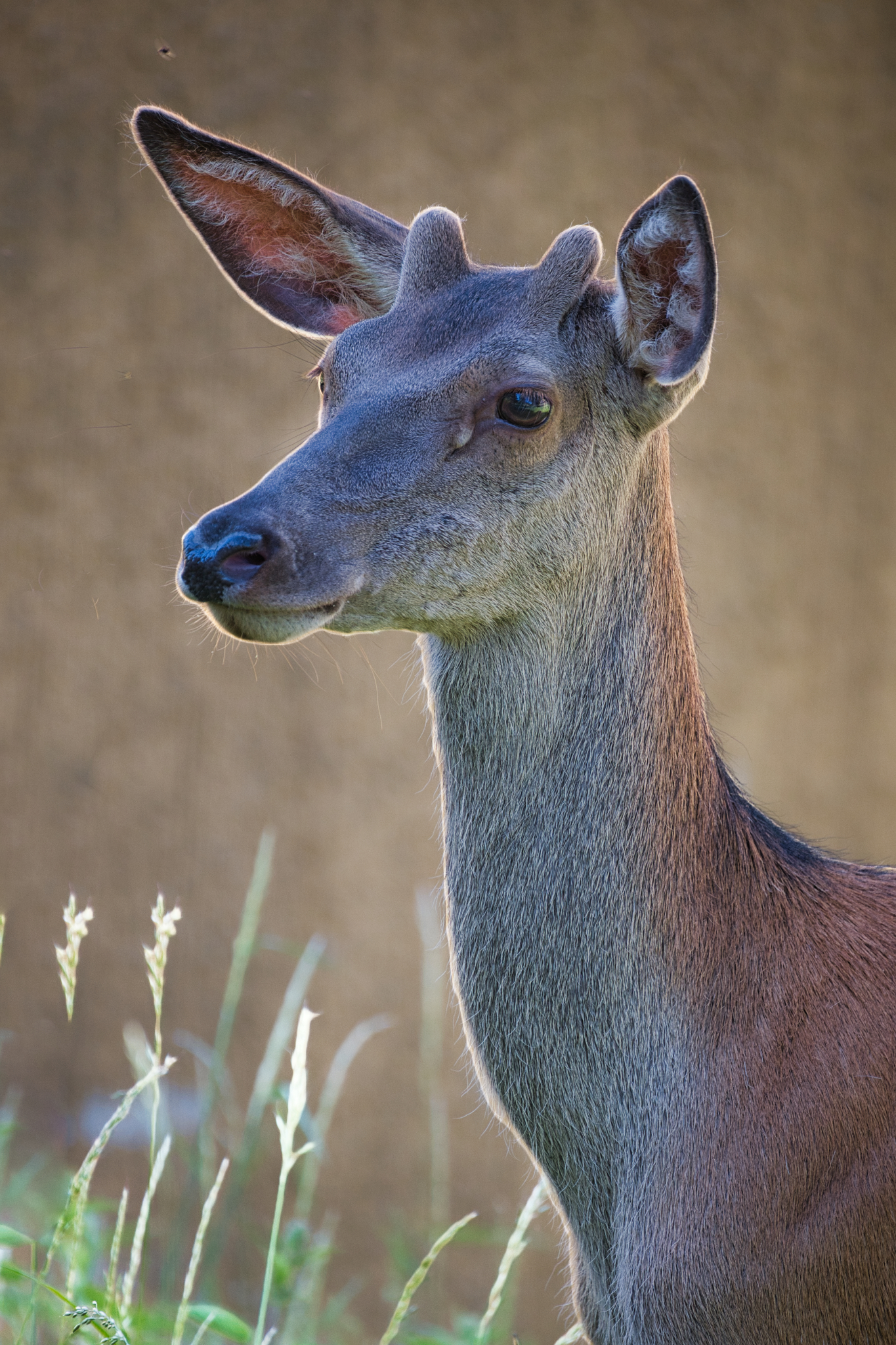 Fawn