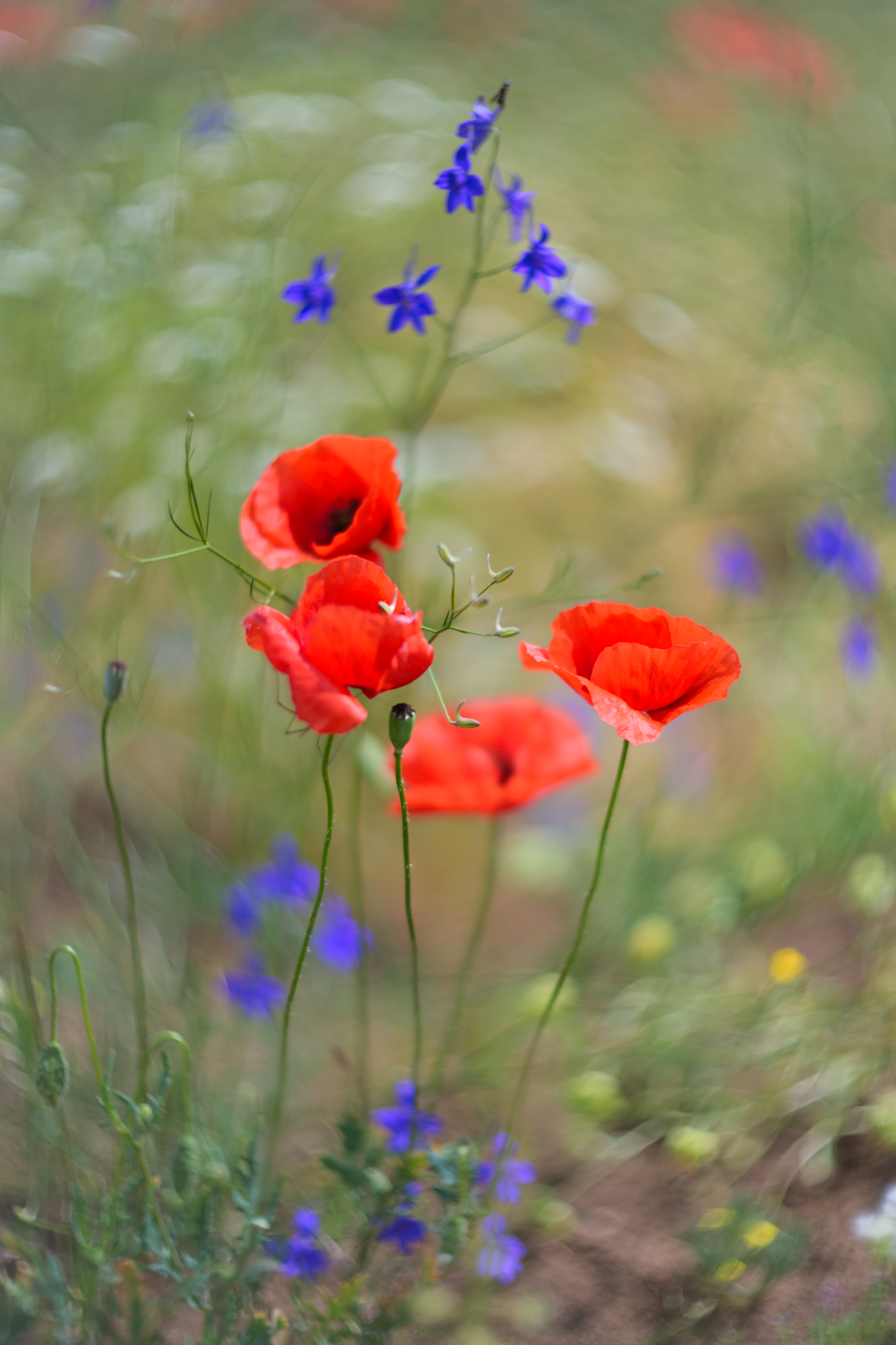 Poppies
