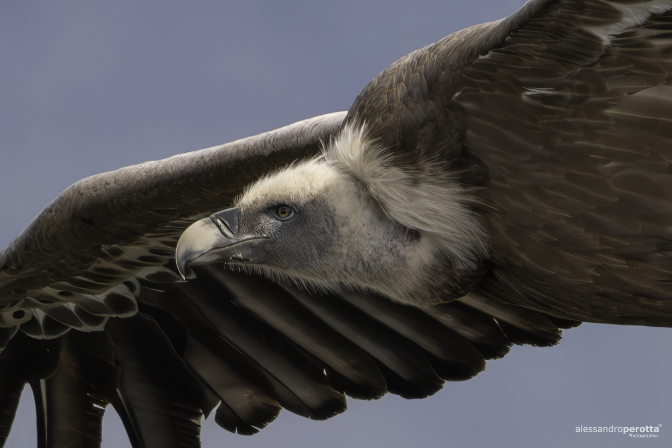 fulvus