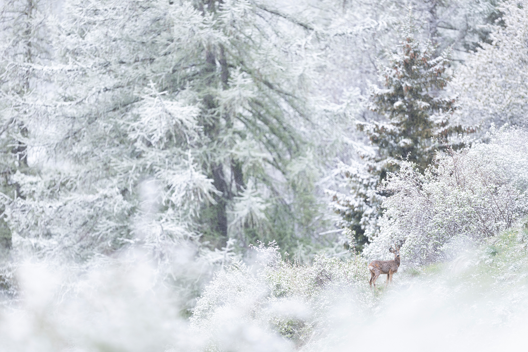 Neve primaverile