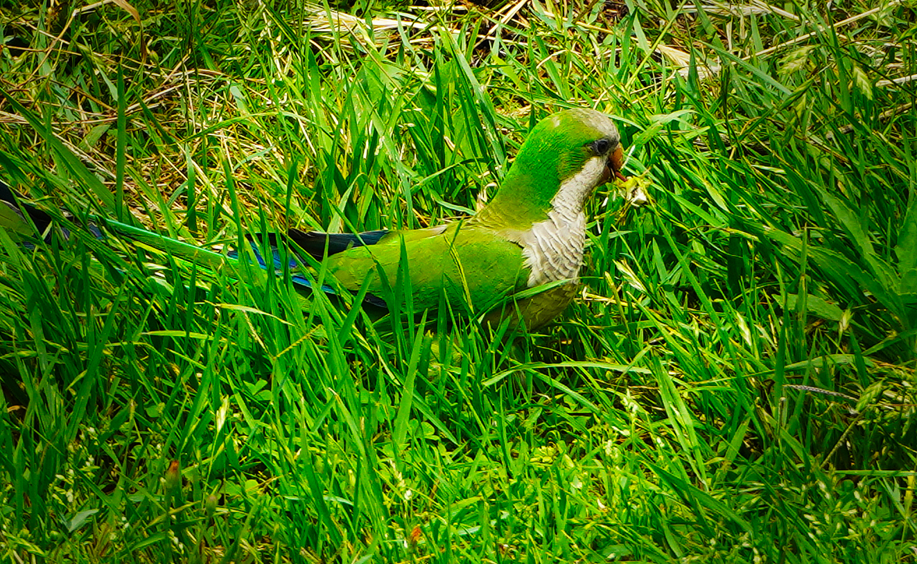 Parakeets in the park