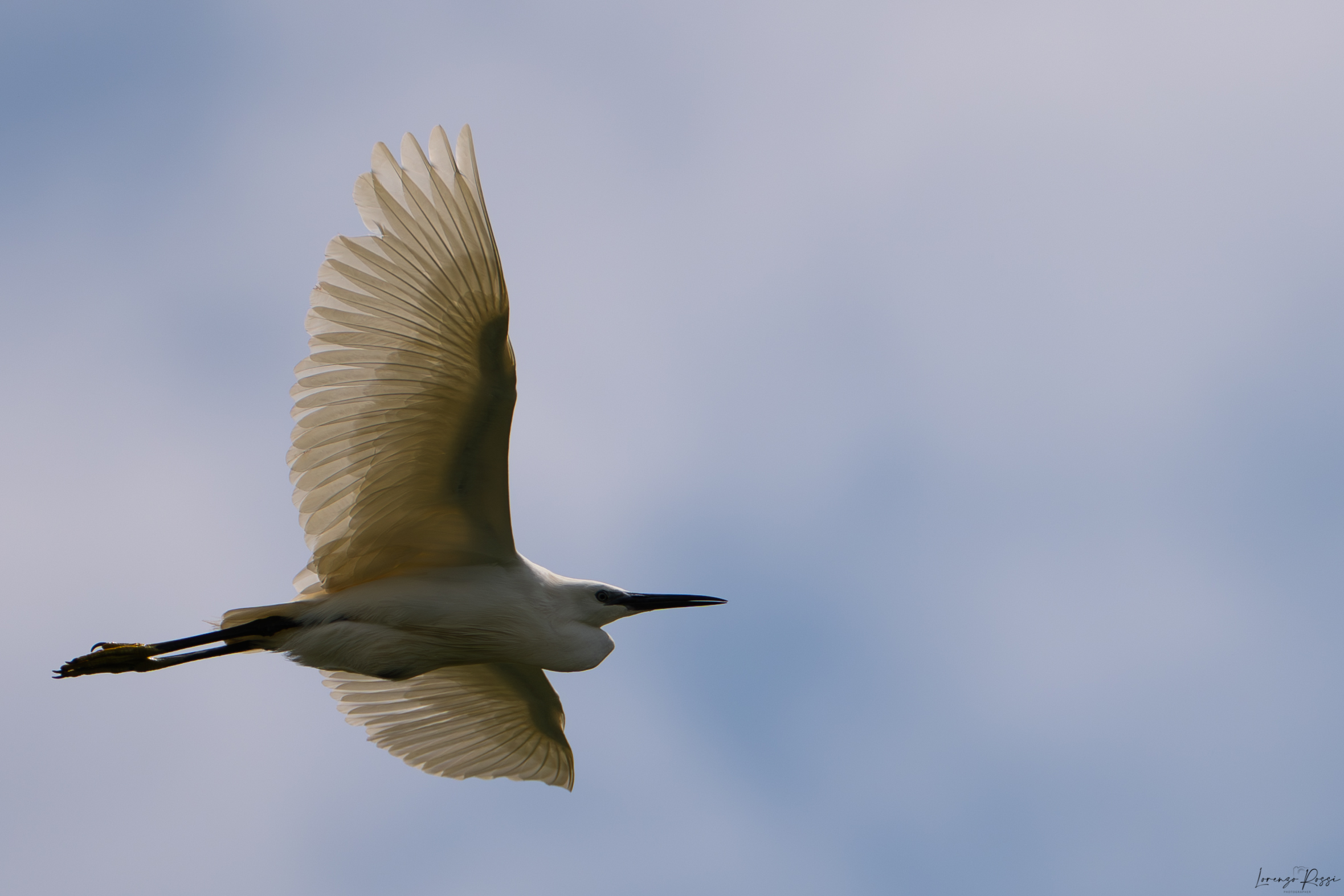 Egretta Garzetta
