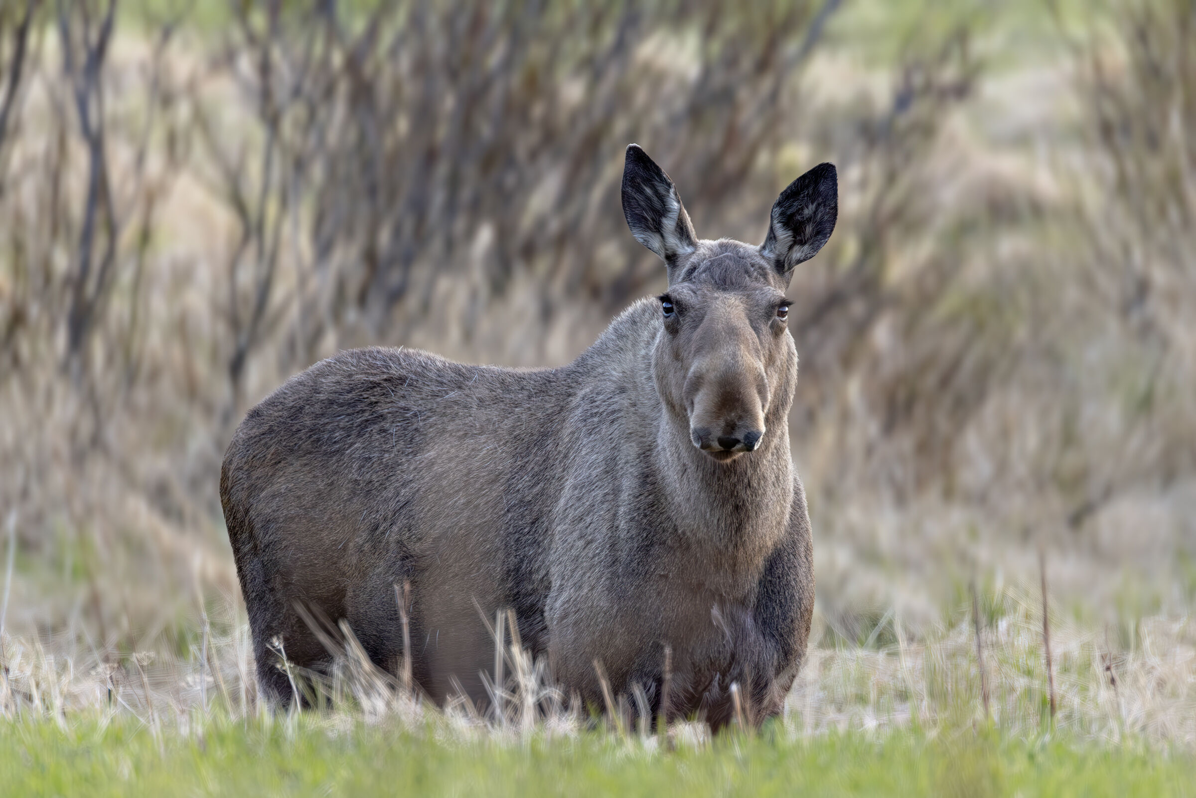 Moose