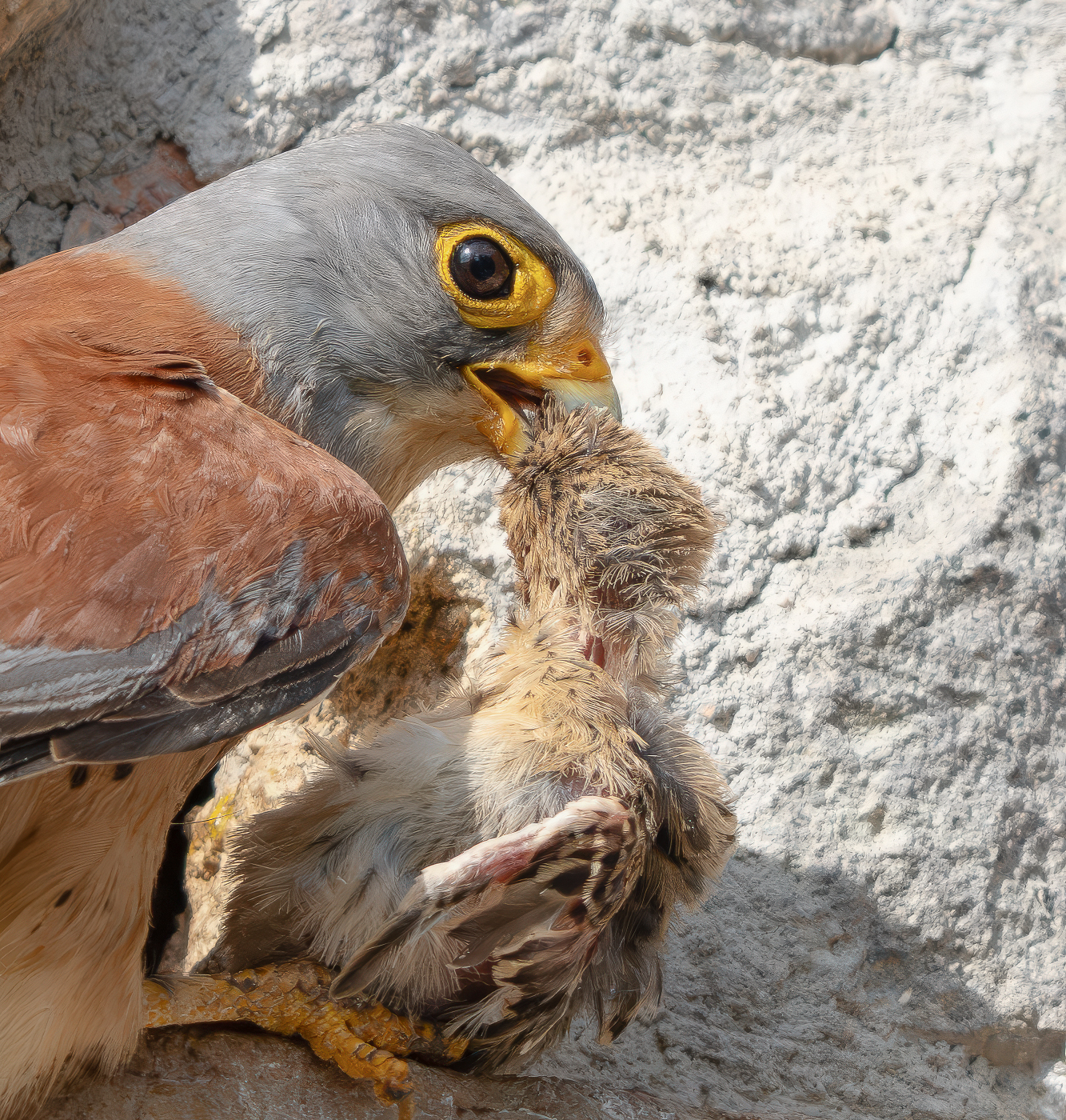 Lesser Kestrel with prey